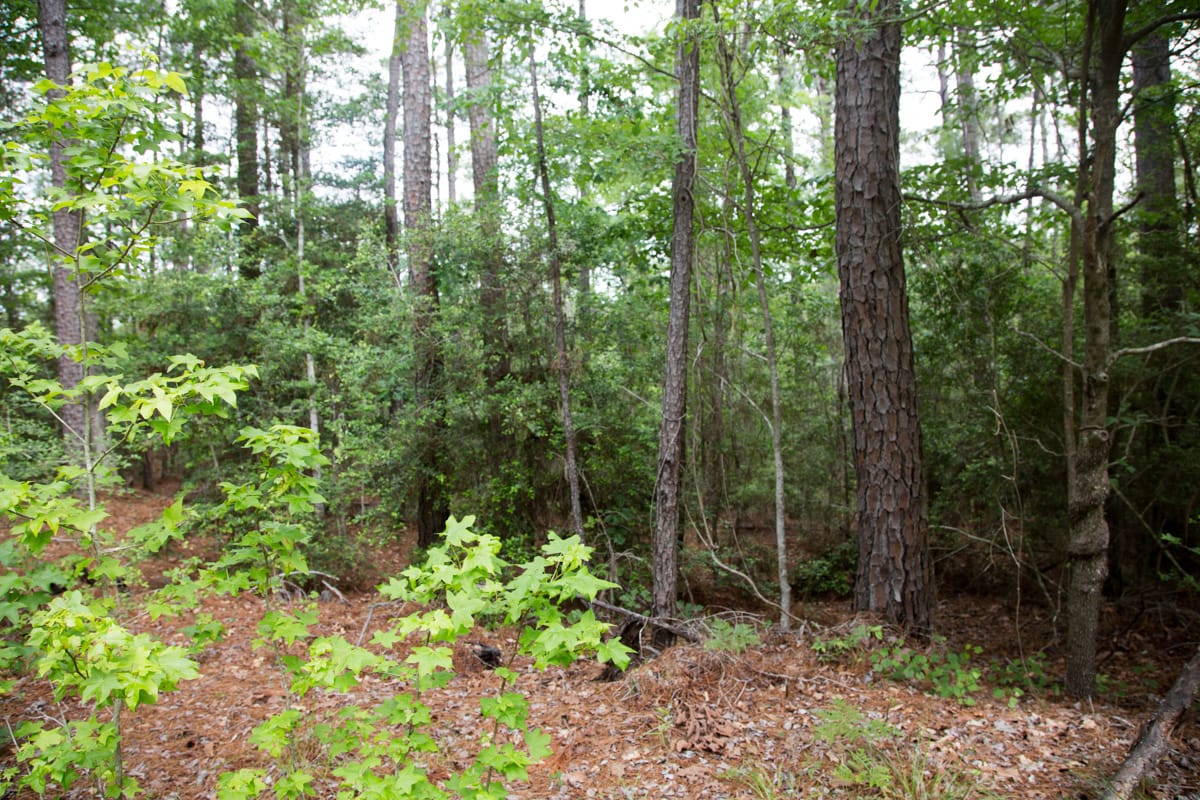 Rayburn Country Tract 288 photo 11
