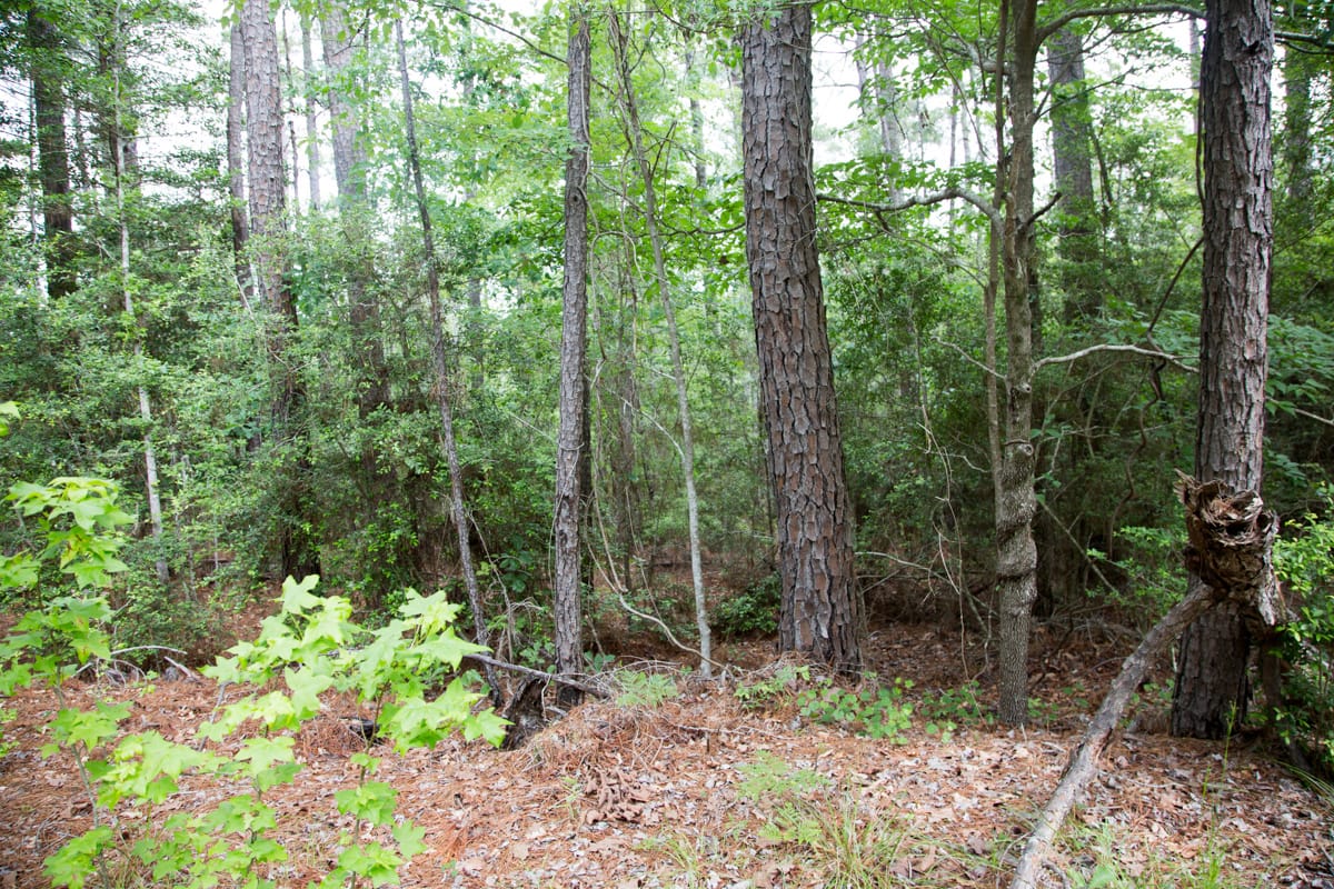 Rayburn Country Tract 288 photo 12