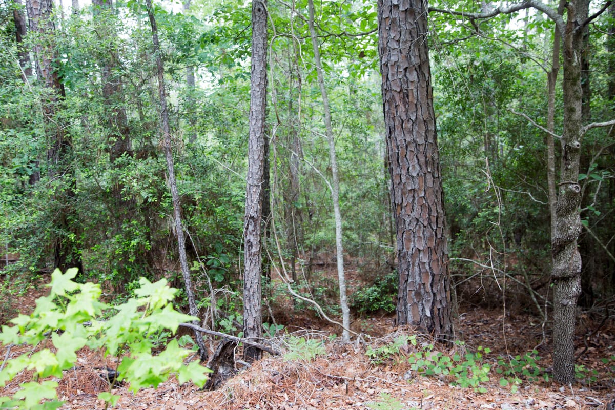 Rayburn Country Tract 288 photo 13