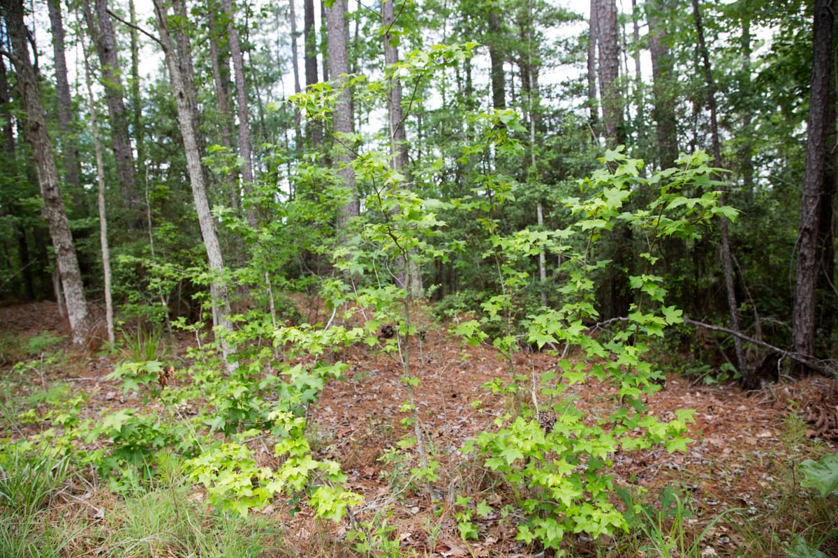 Rayburn Country Tract 288 photo 14