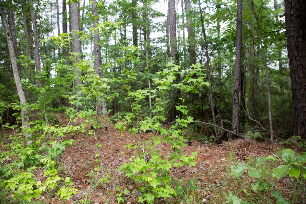 Rayburn Country Tract 288 photo 15