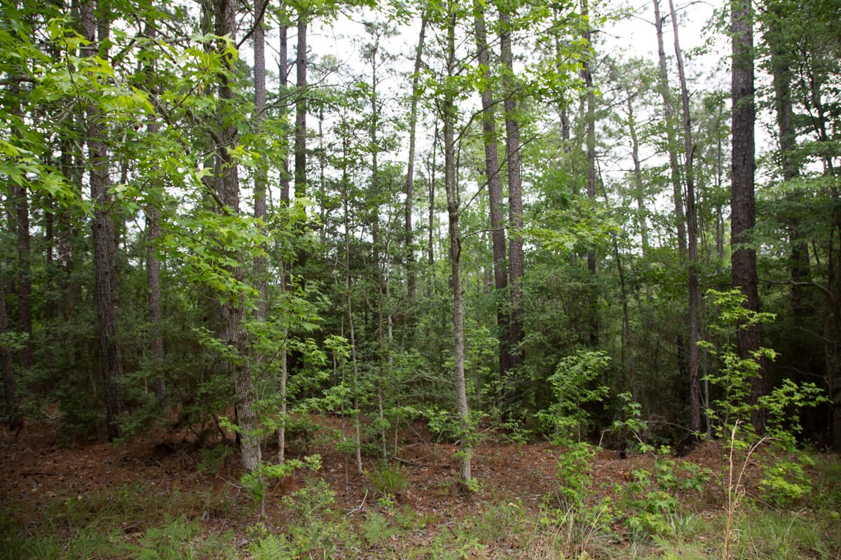 Rayburn Country Tract 288 photo 16