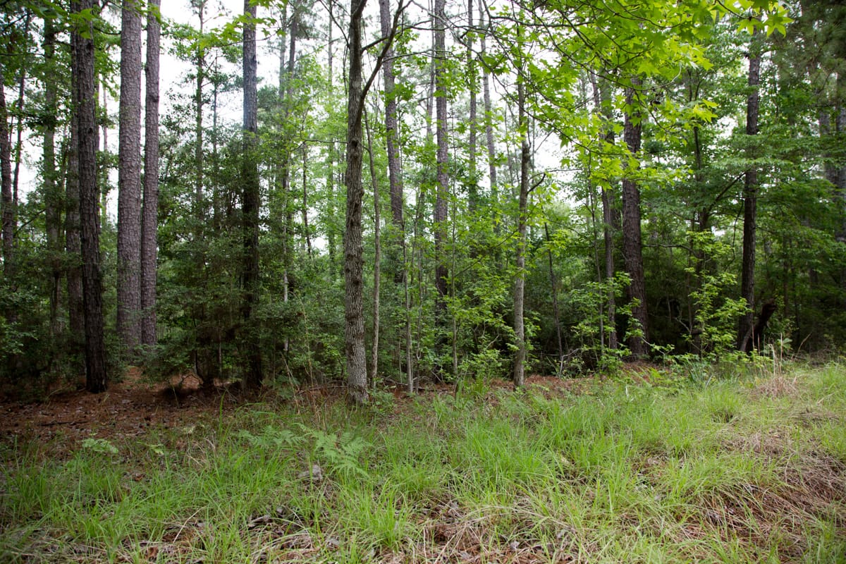 Rayburn Country Tract 288 photo 17