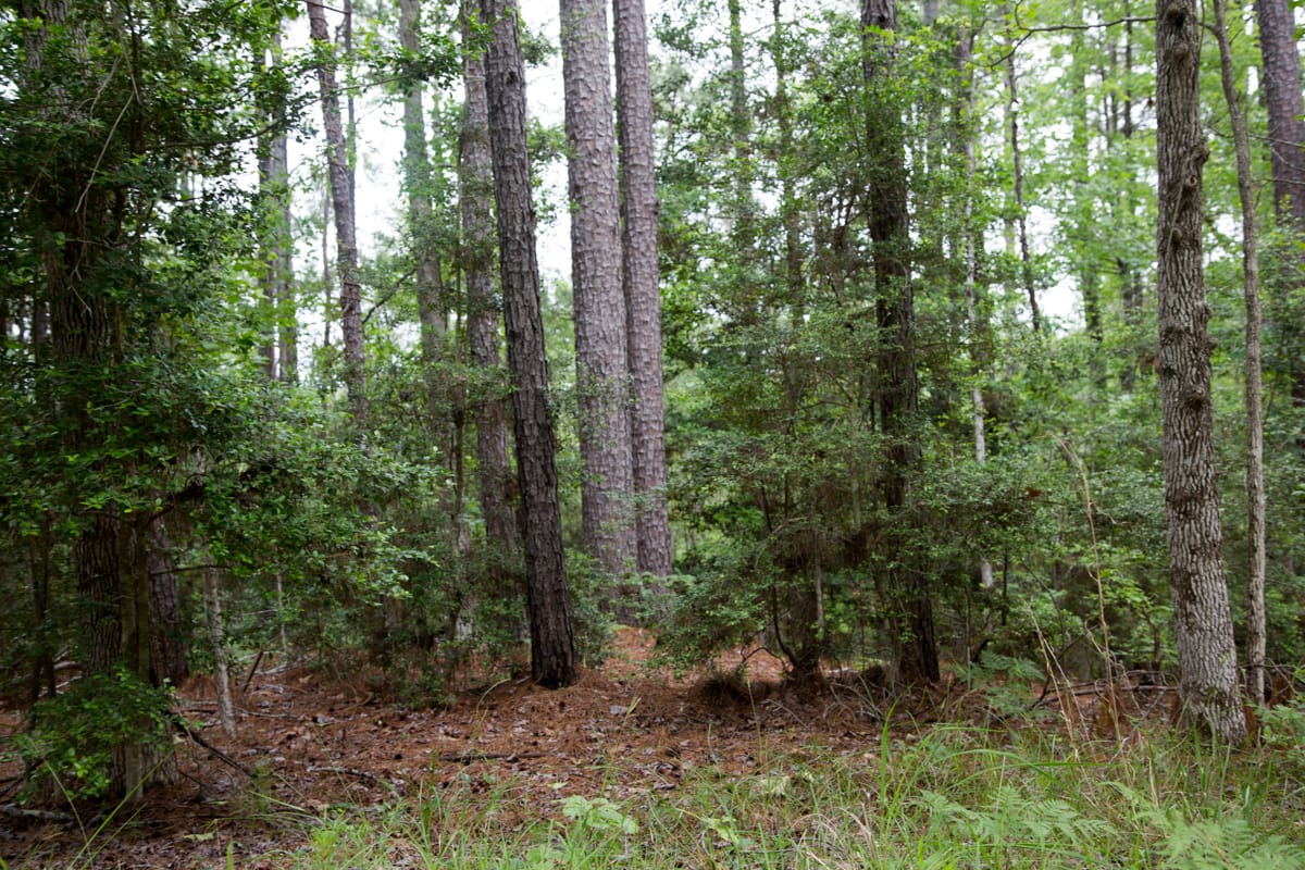 Rayburn Country Tract 288 photo 18