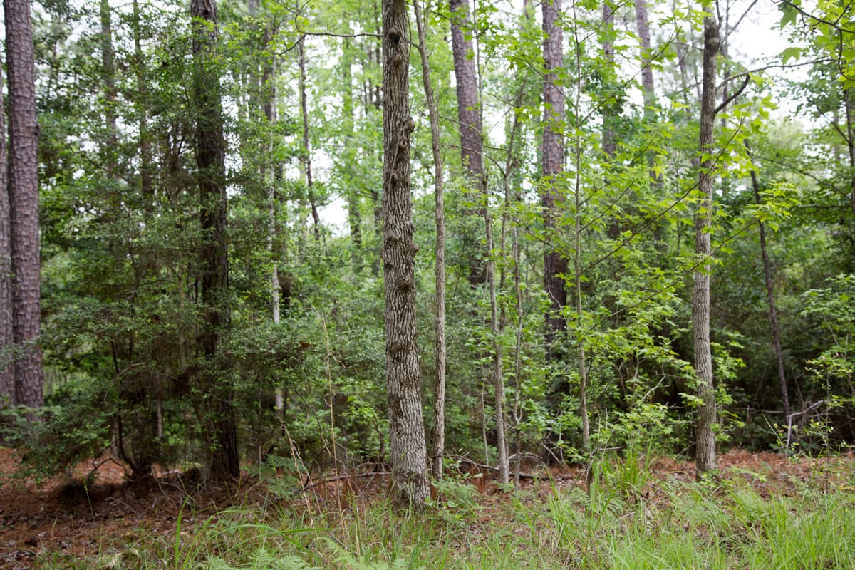 Rayburn Country Tract 288 photo 19