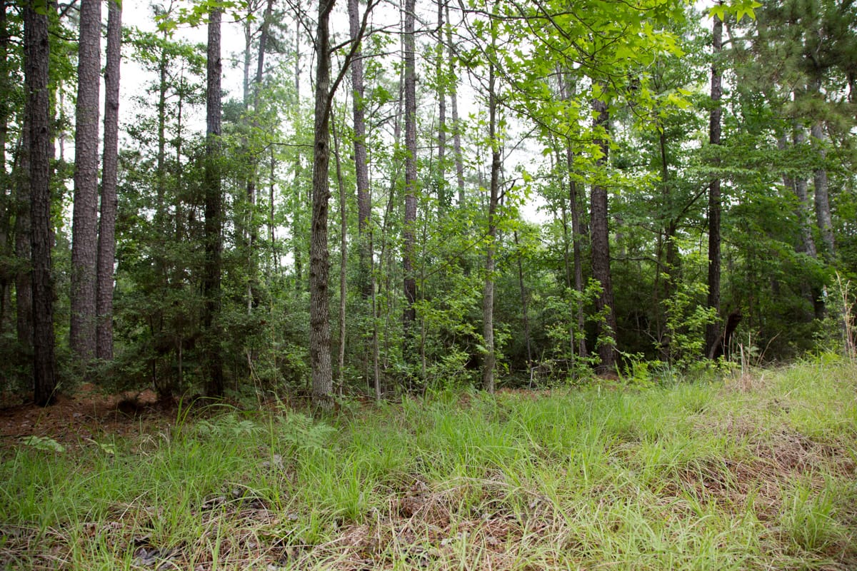 Rayburn Country Tract 288 photo 20
