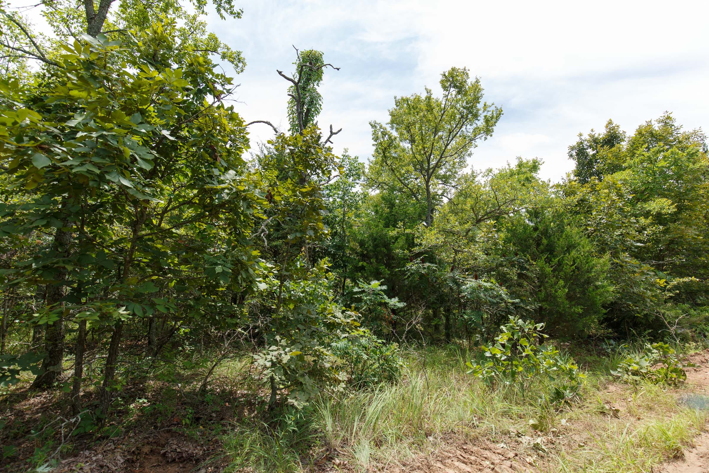Timber Ridge Tract 22 photo 4