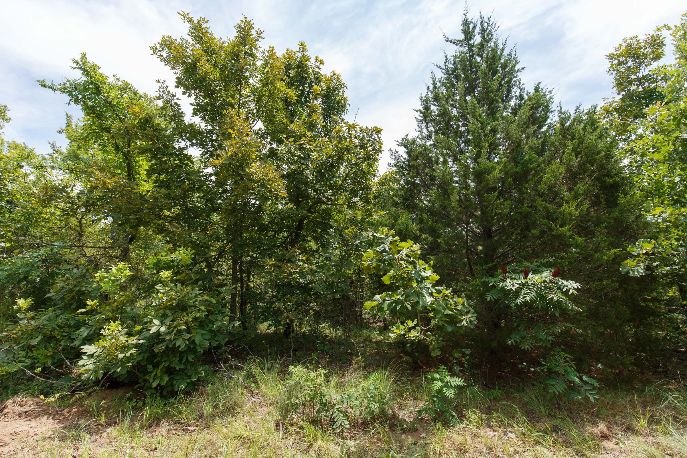 Timber Ridge Tract 22 photo 3