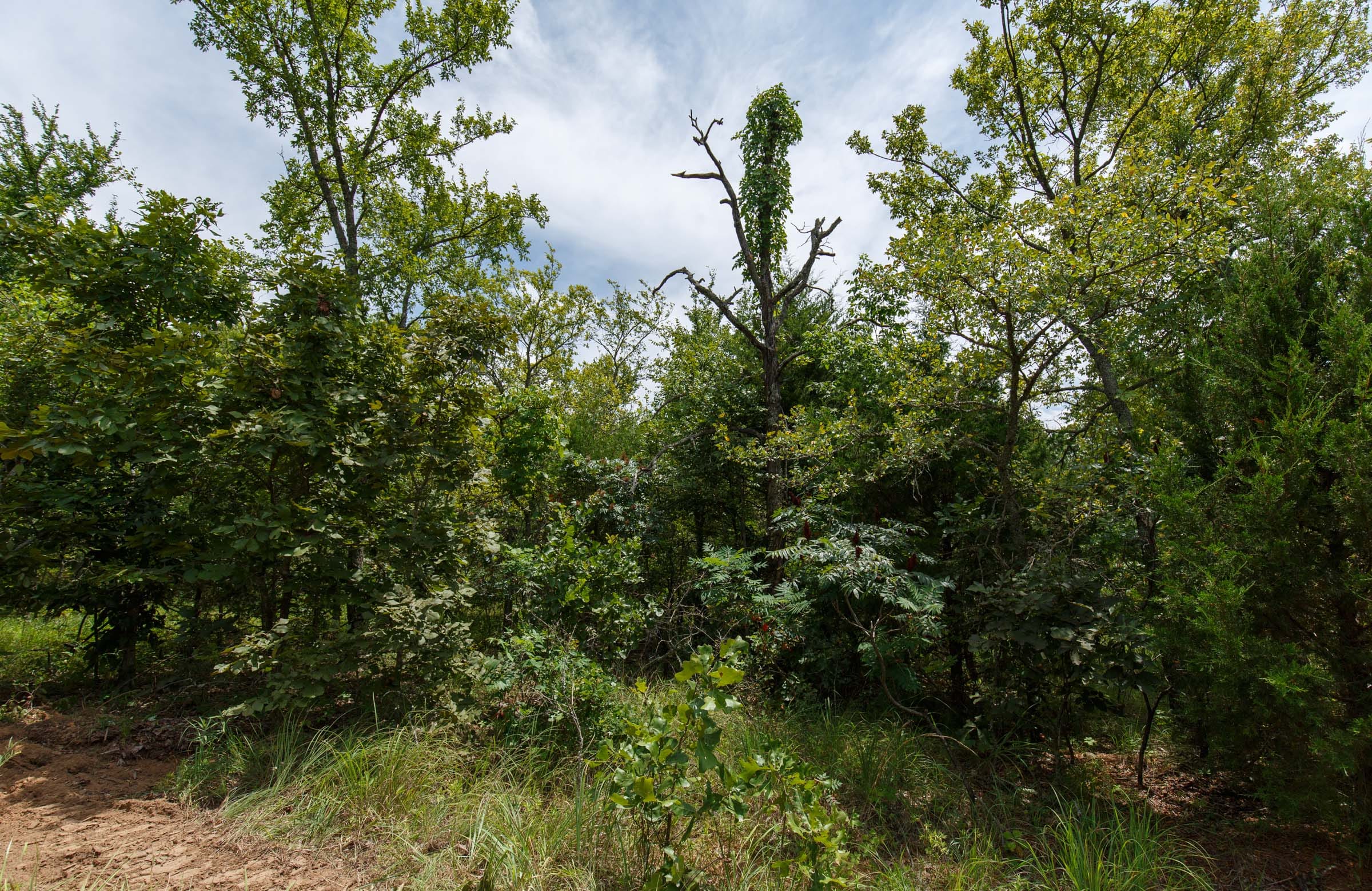 Timber Ridge Tract 22 photo 5