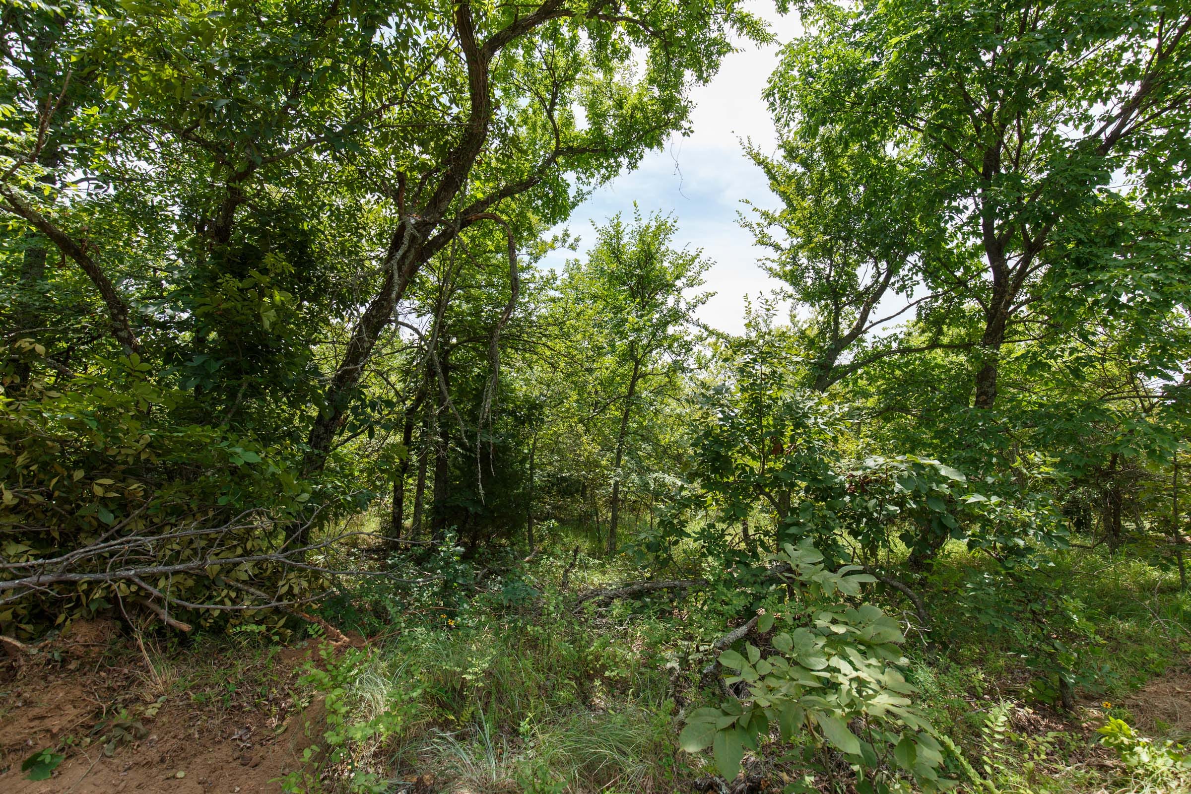 Timber Ridge Tract 22 photo 6