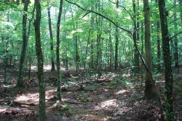 Sugartree Falls Tract 38 photo 2