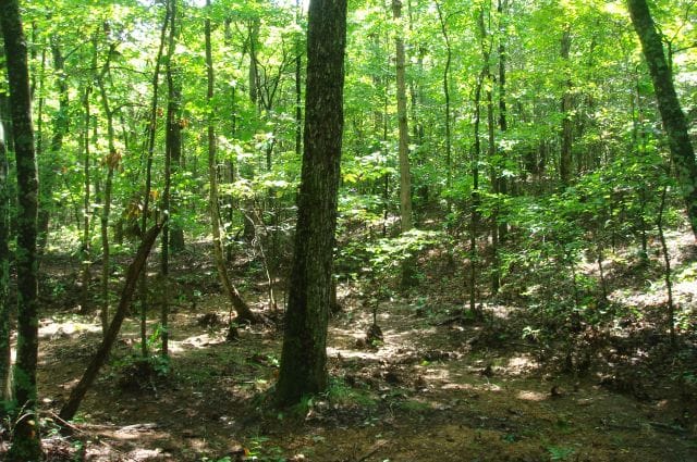 Sugartree Falls Tract 38 photo 3