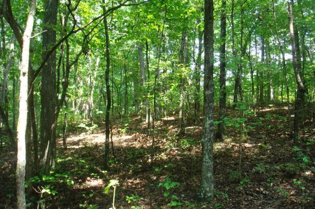 Sugartree Falls Tract 38 photo 4