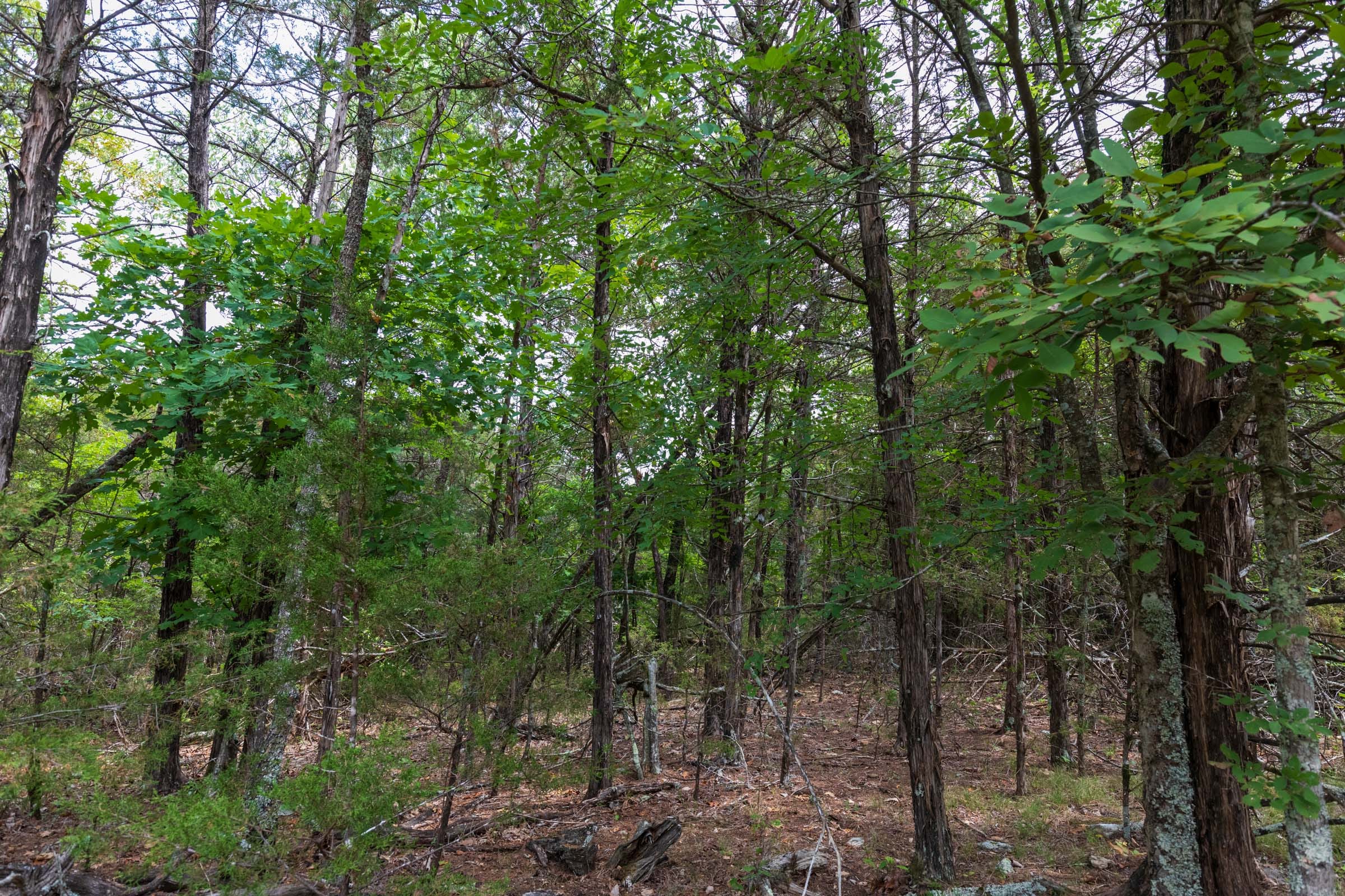 Heritage Bend Tract 25 photo 6