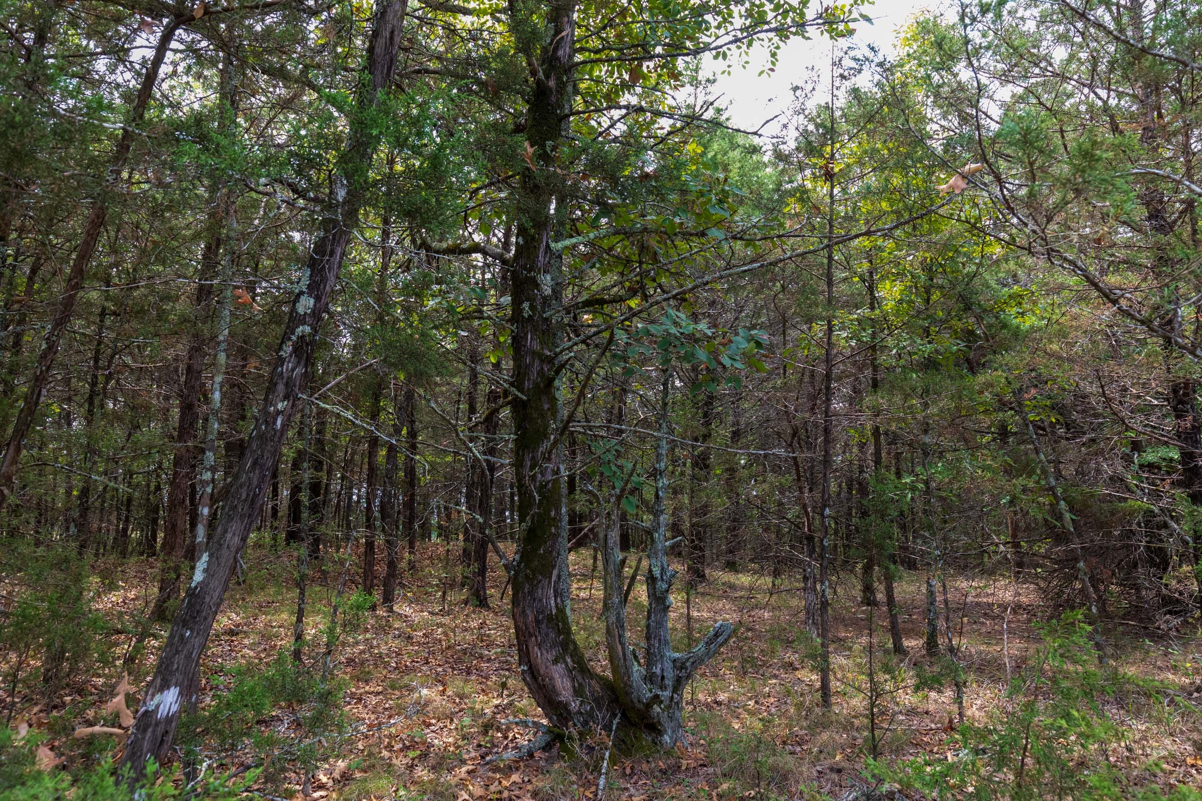 Heritage Bend Tract 25 photo 9
