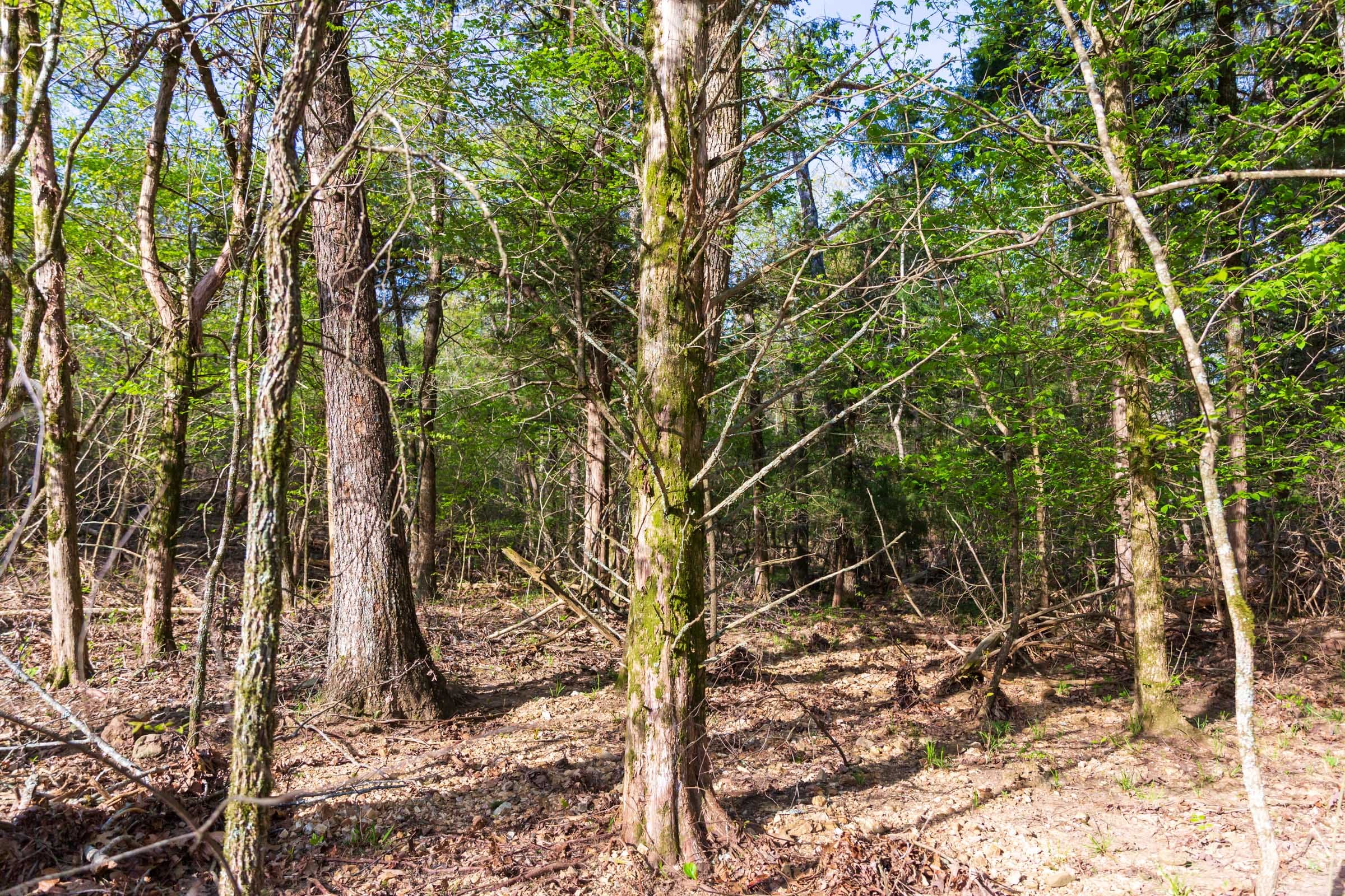 Autumnwood Tract 17 photo 2