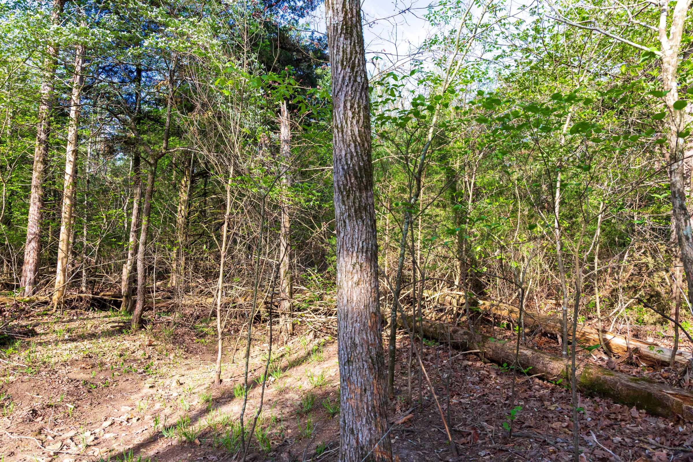 Autumnwood Tract 17 photo 3
