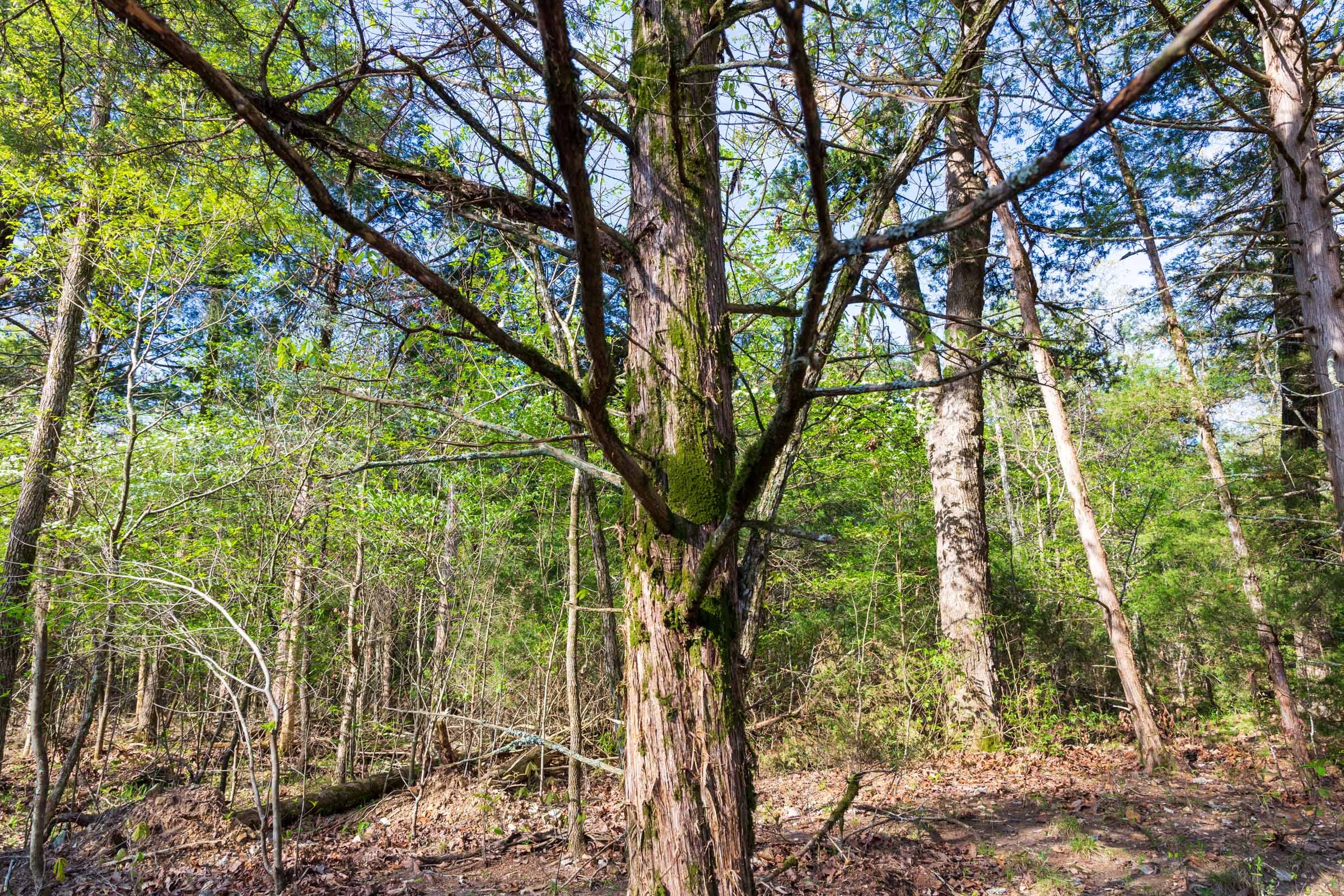 Autumnwood Tract 17 photo 4