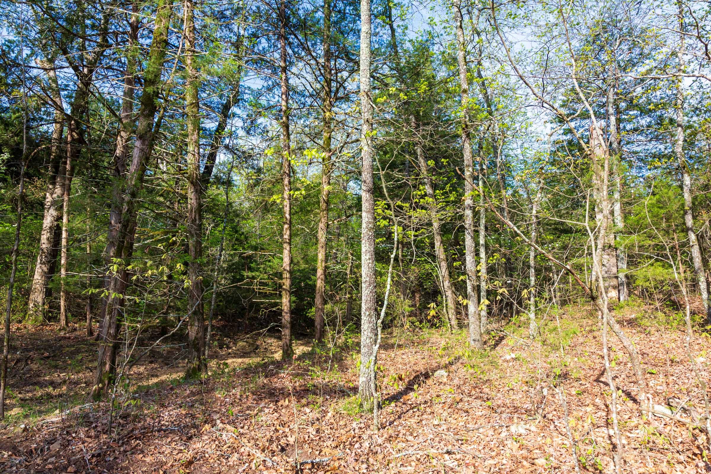 Autumnwood Tract 17 photo 7