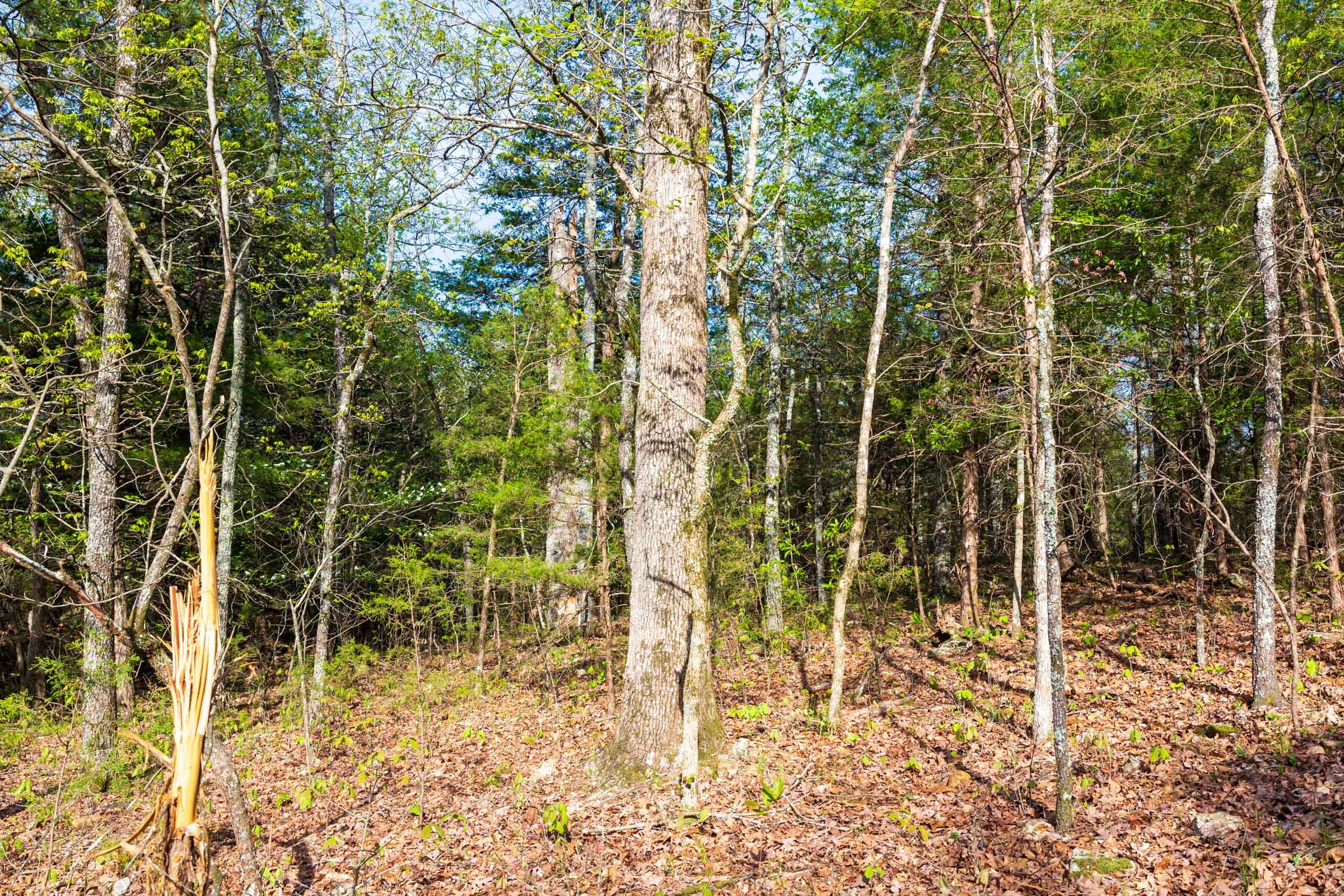 Autumnwood Tract 17 photo 8