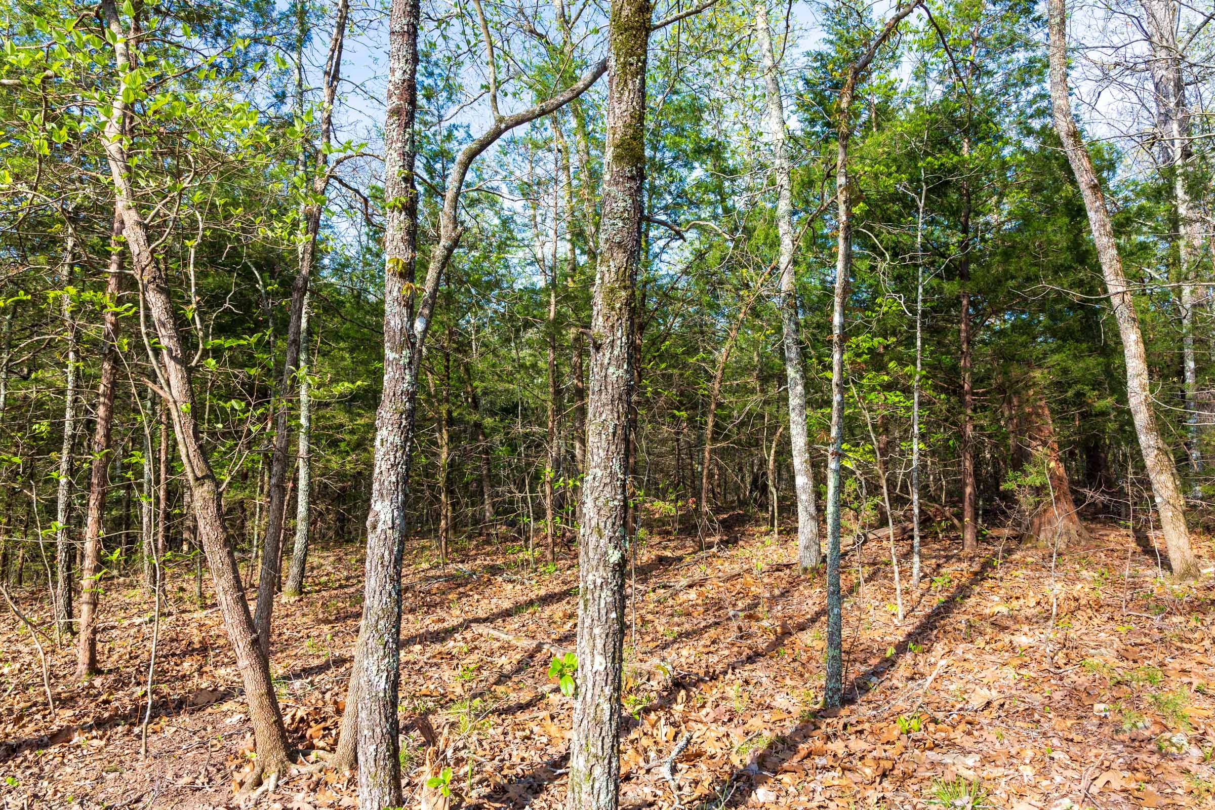 Autumnwood Tract 17 photo 9