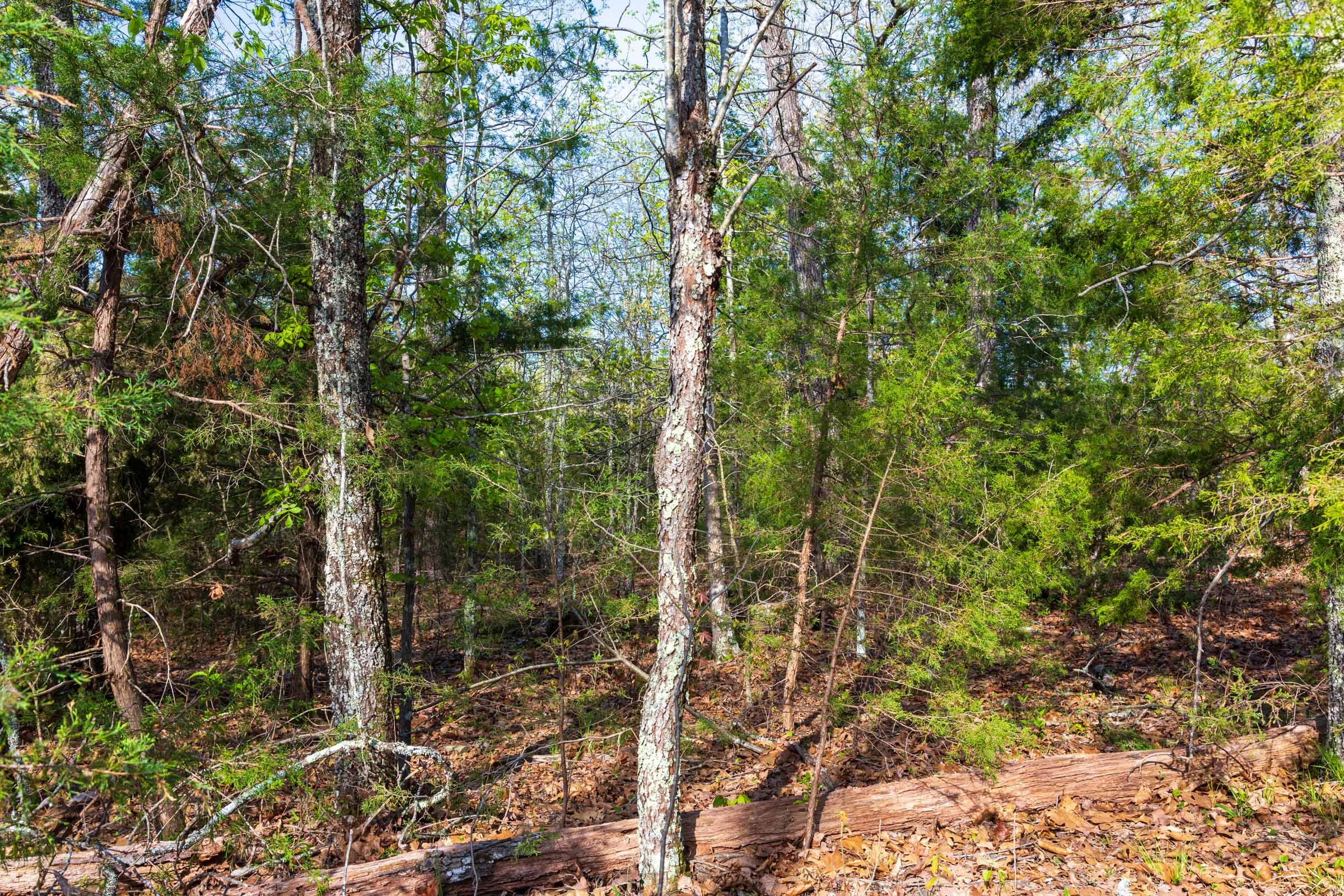 Autumnwood Tract 17 photo 10
