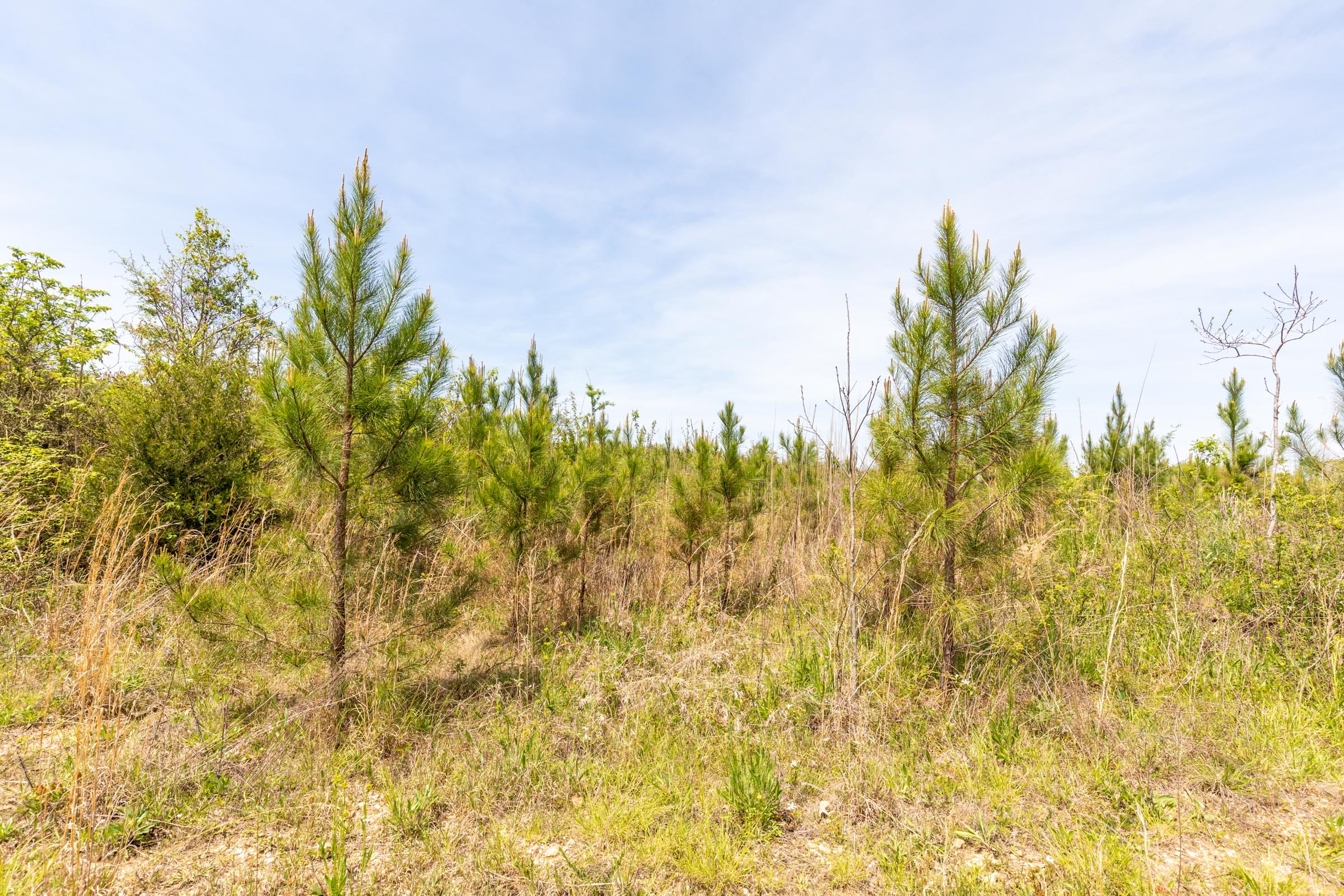 Clear Wood Tract 36 photo 6