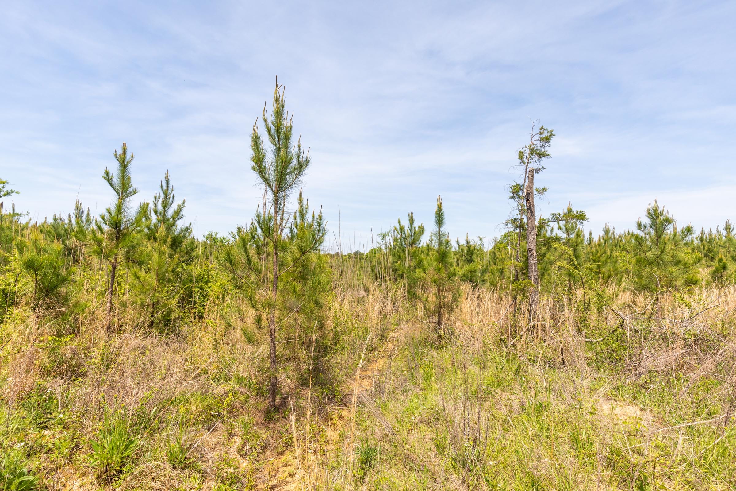 Clear Wood Tract 36 photo 7