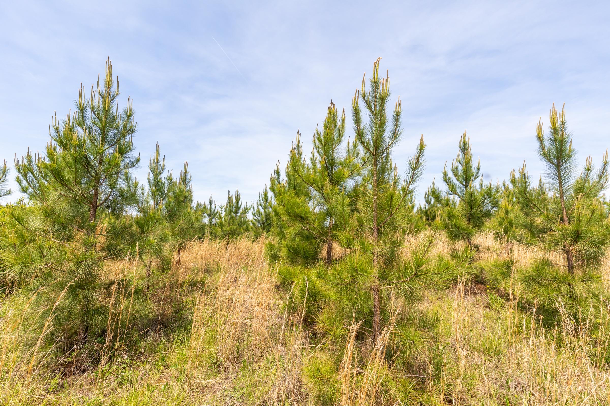 Clear Wood Tract 36 photo 10