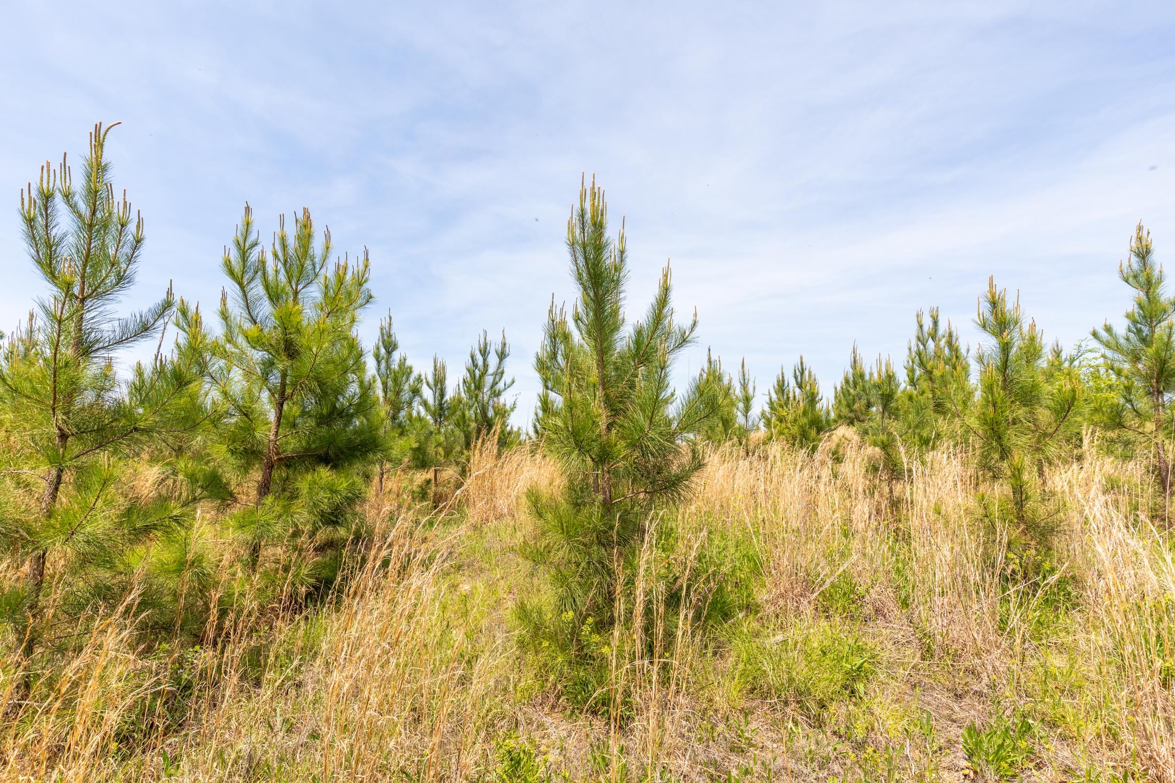 Clear Wood Tract 36 photo 11