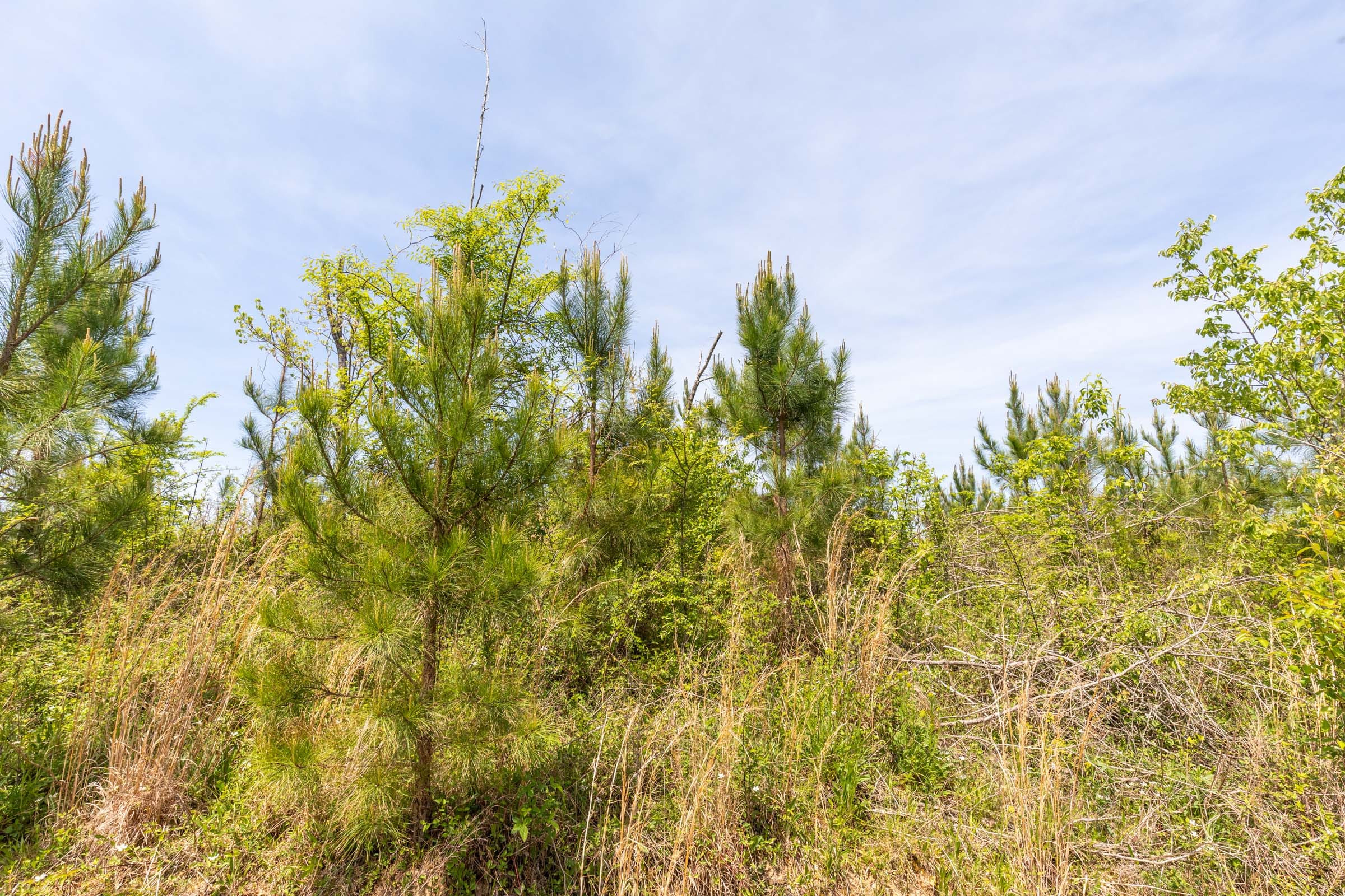 Clear Wood Tract 36 photo 12