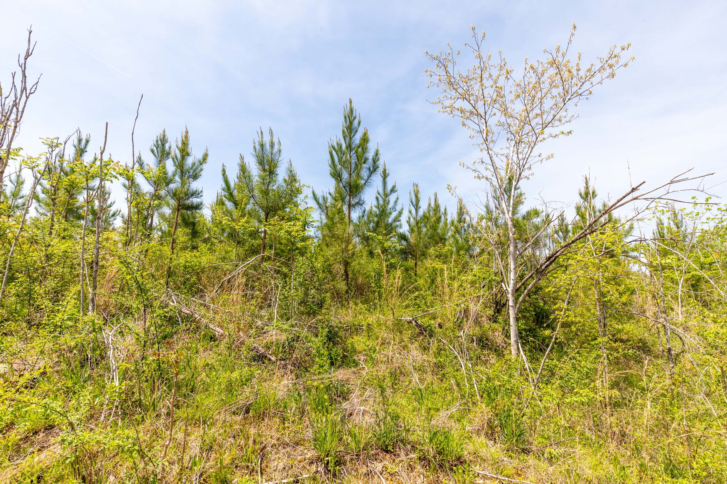 Clear Wood Tract 36 photo 13