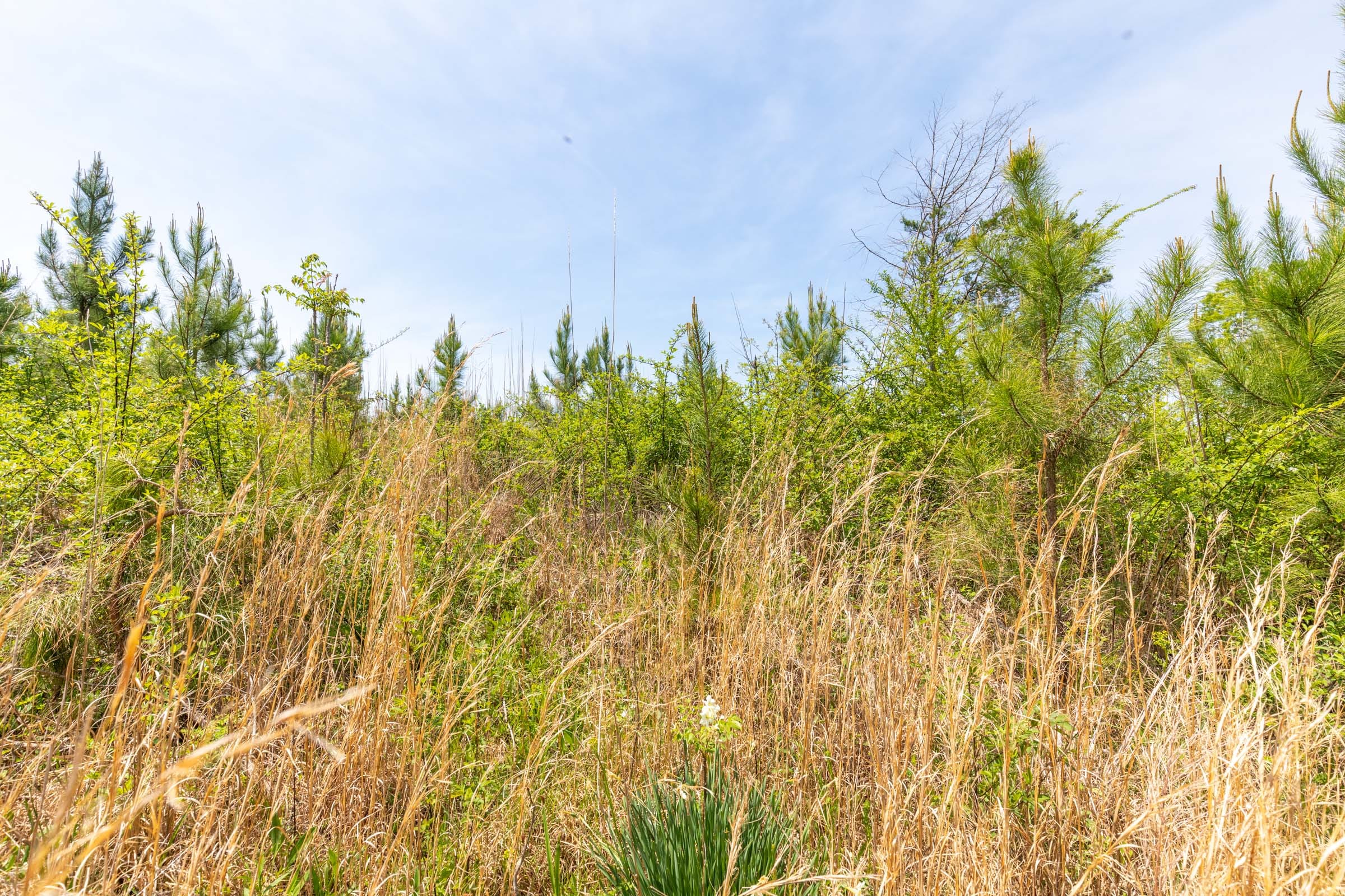 Clear Wood Tract 36 photo 14