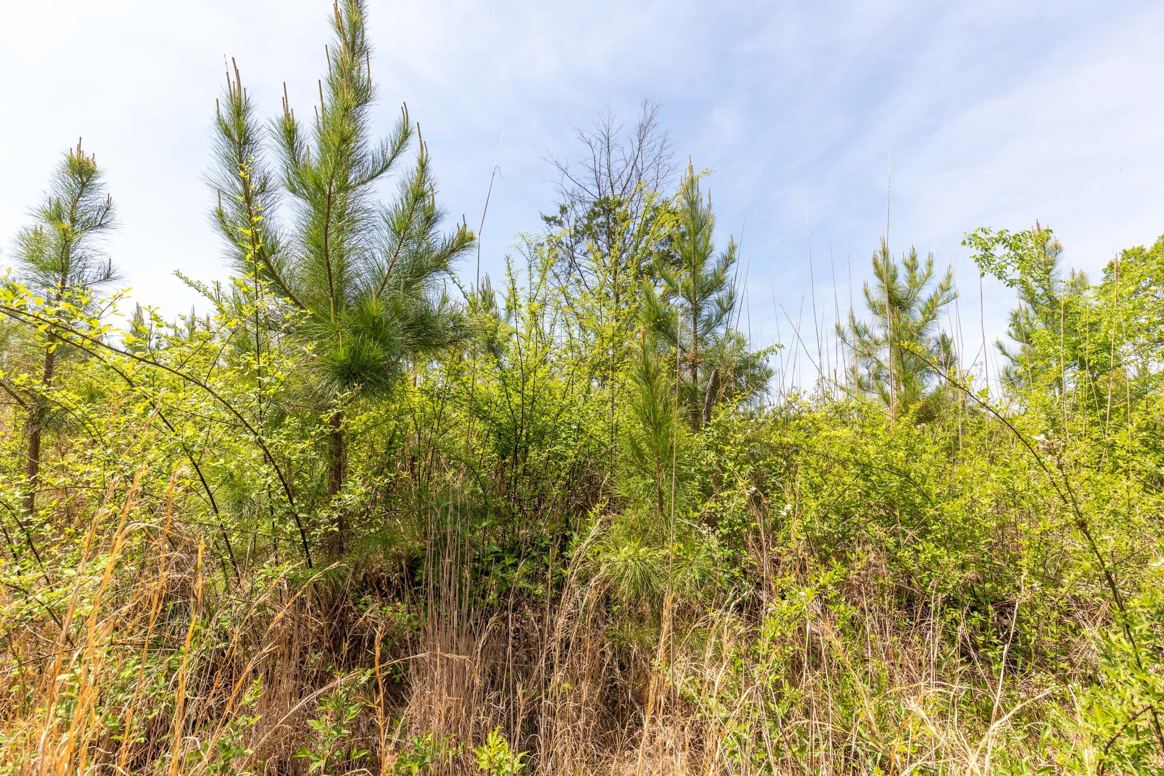 Clear Wood Tract 36 photo 15