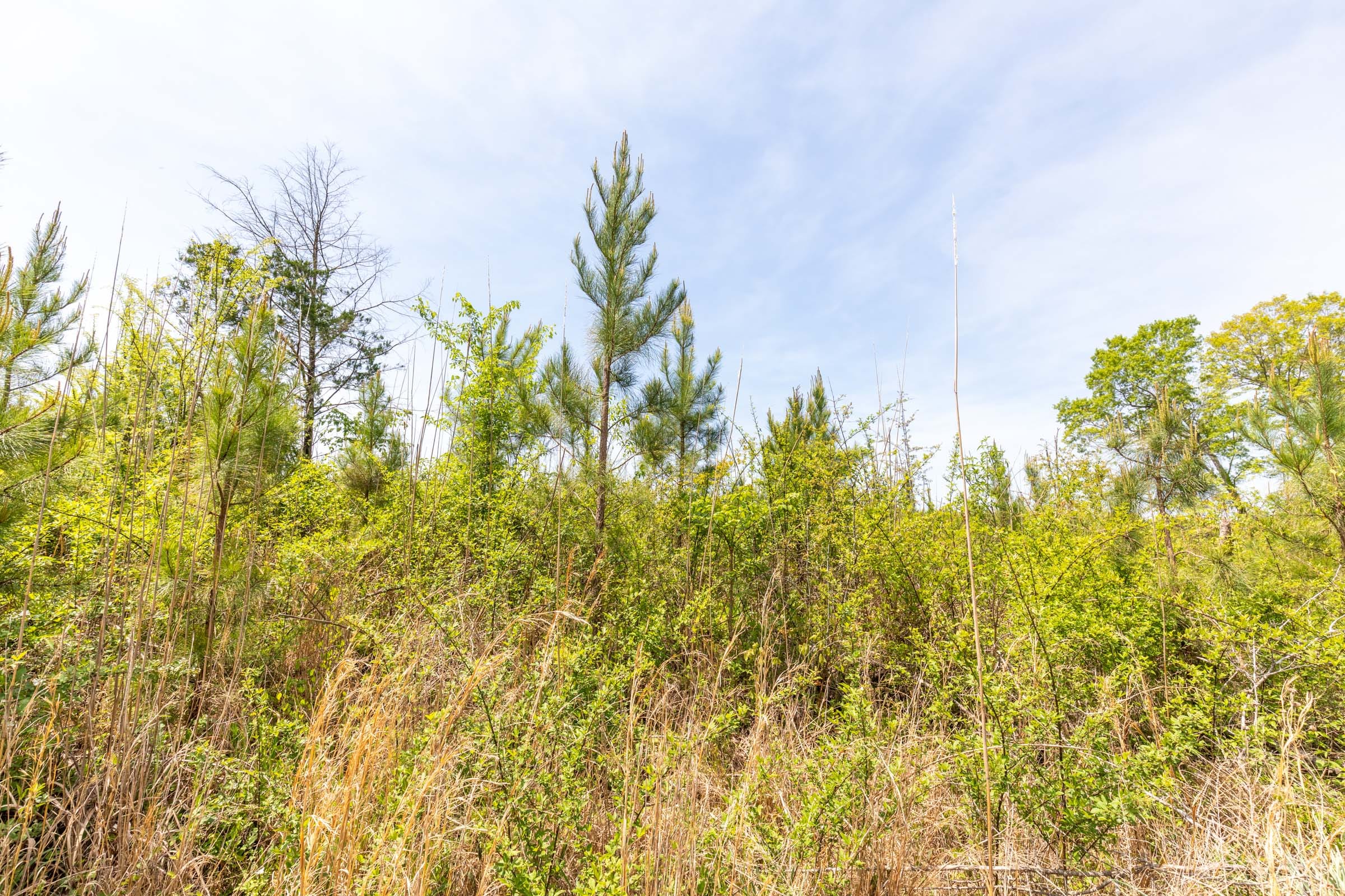 Clear Wood Tract 36 photo 16