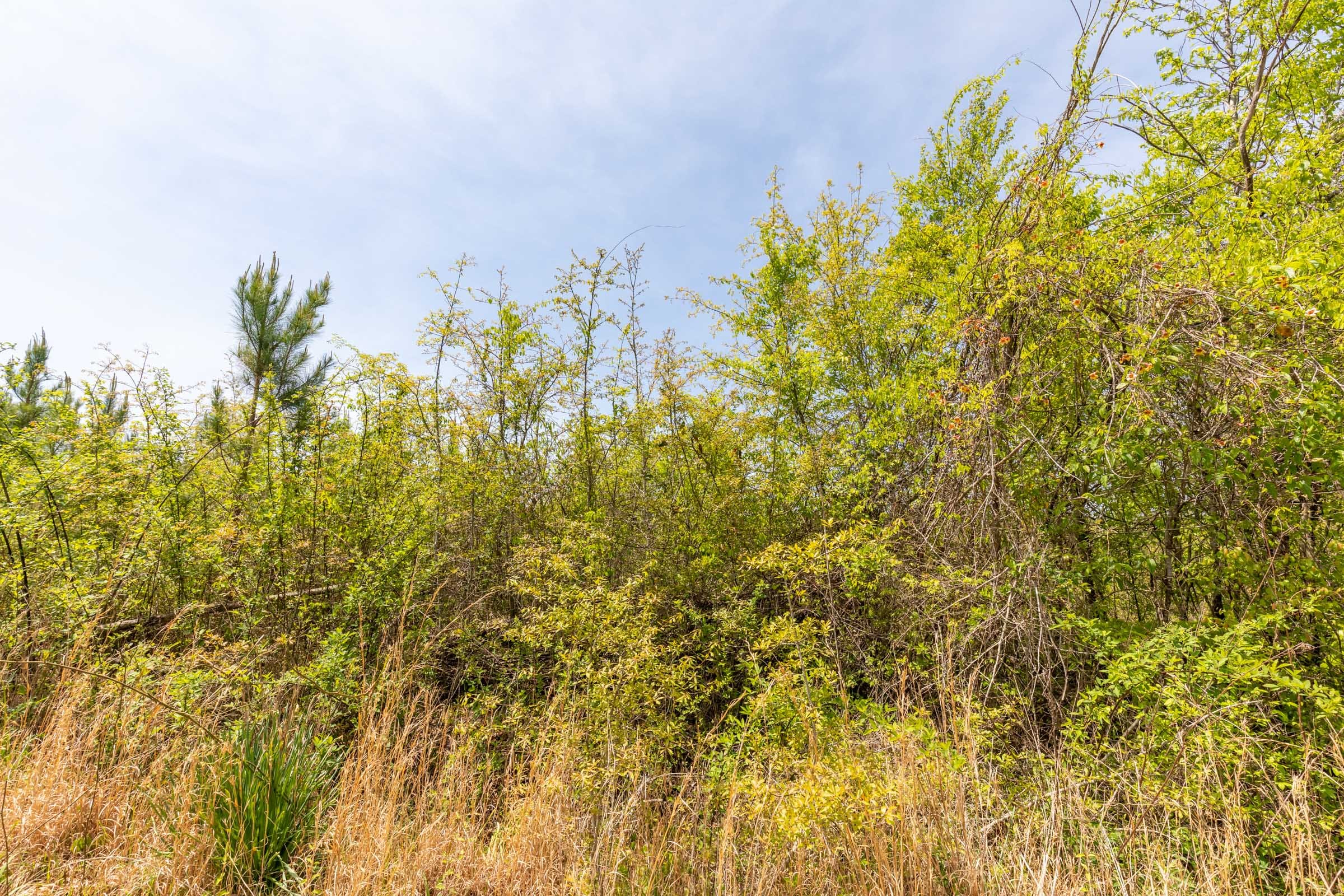 Clear Wood Tract 36 photo 18