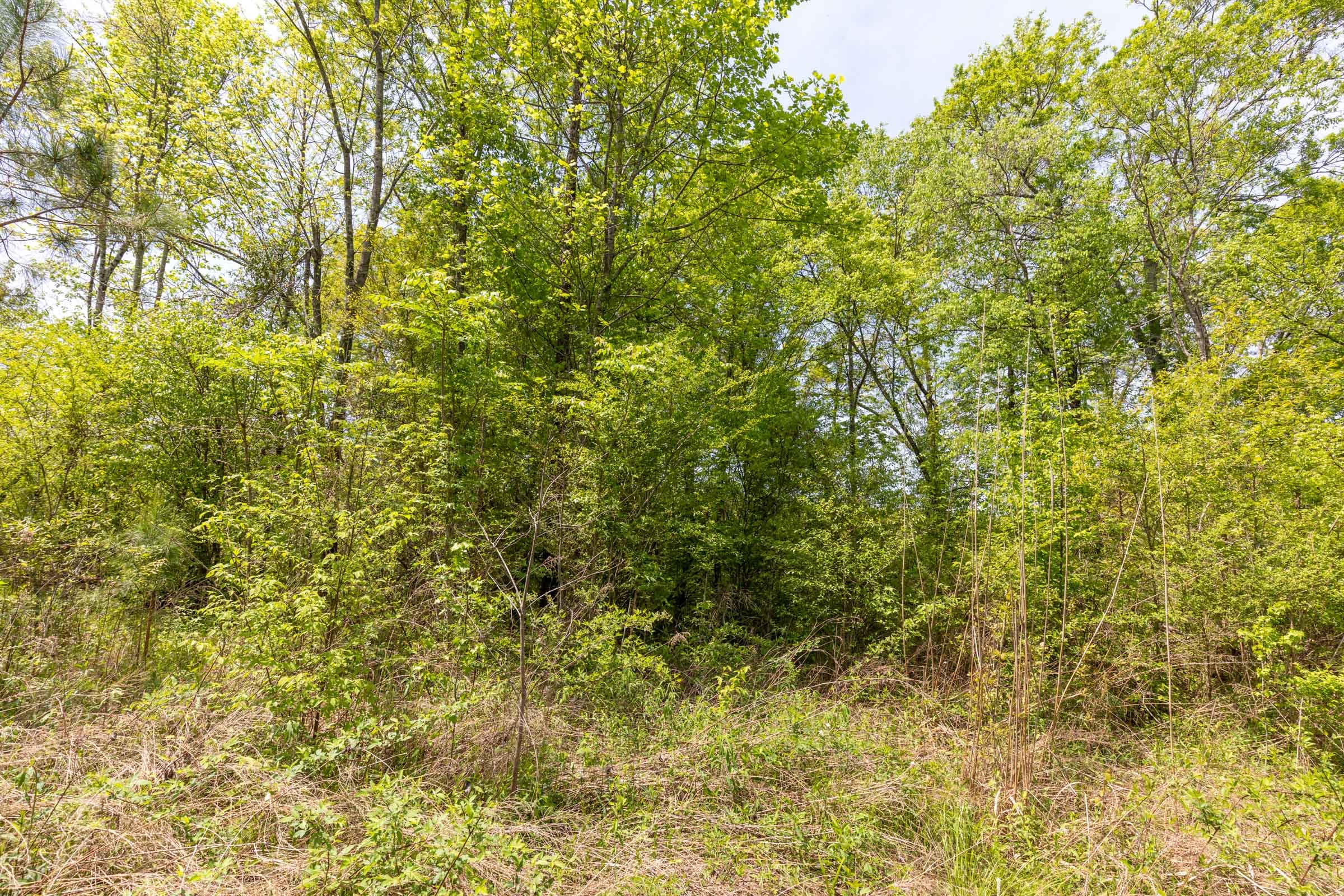 Clear Wood Tract 36 photo 20