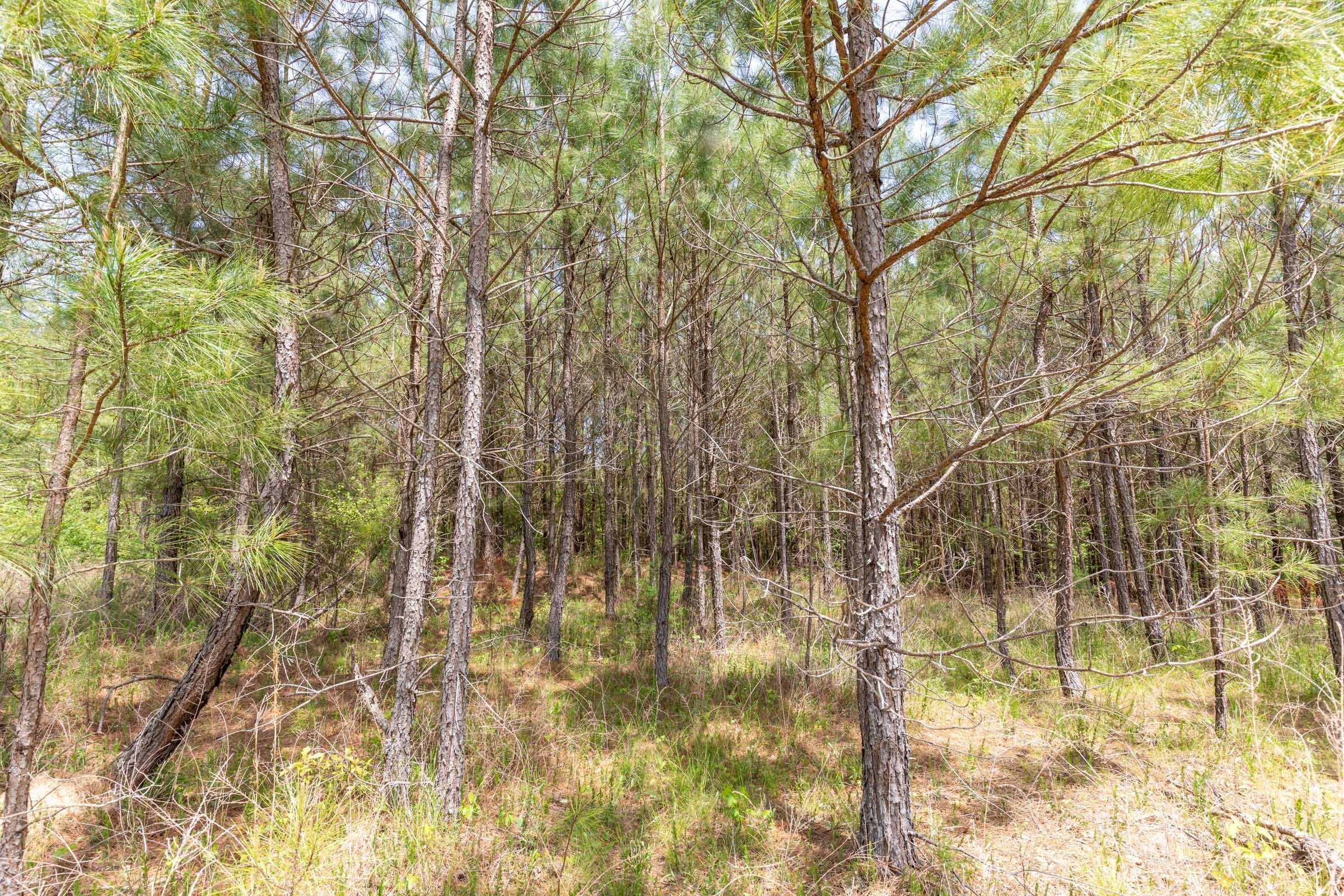 Clear Wood Tract 36 photo 24