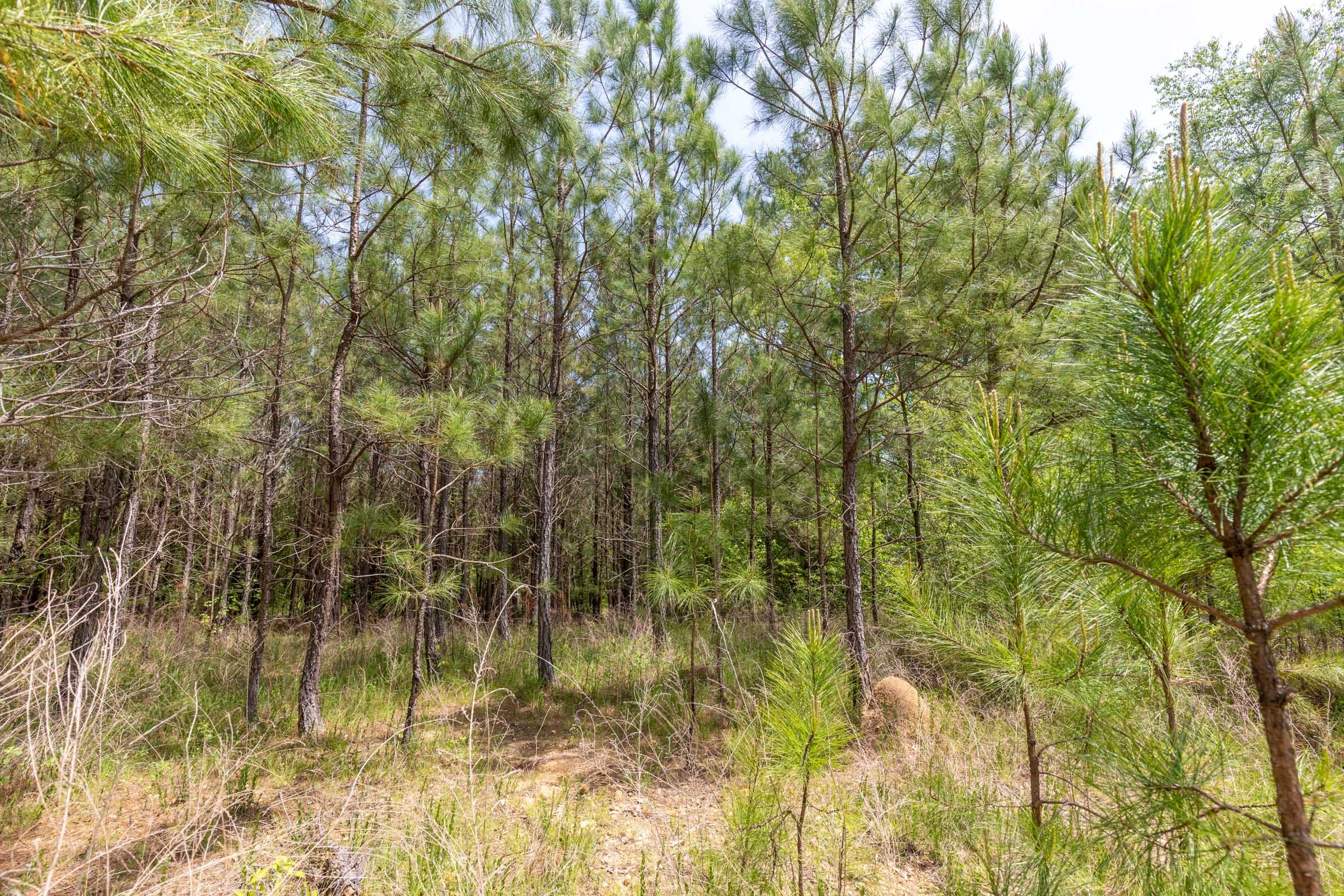 Clear Wood Tract 36 photo 25