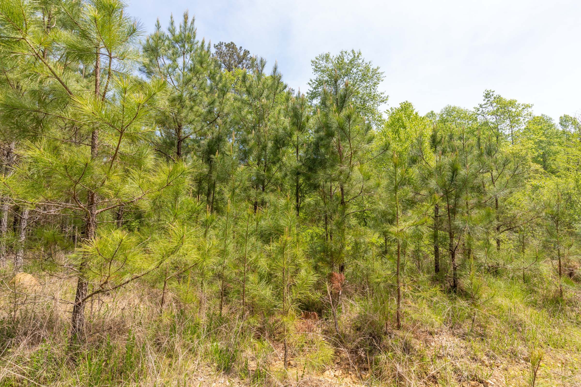 Clear Wood Tract 36 photo 26