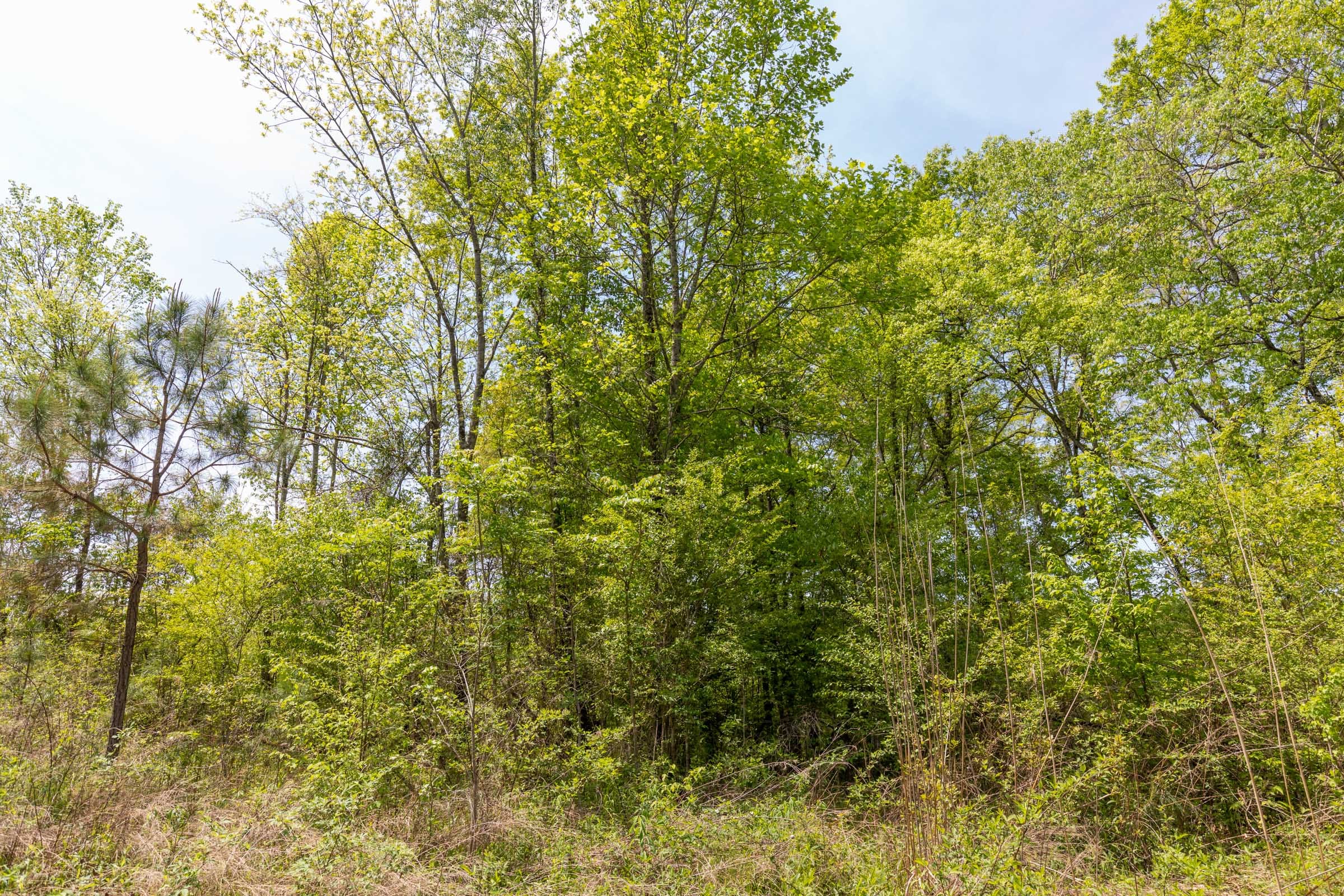 Clear Wood Tract 36 photo 27
