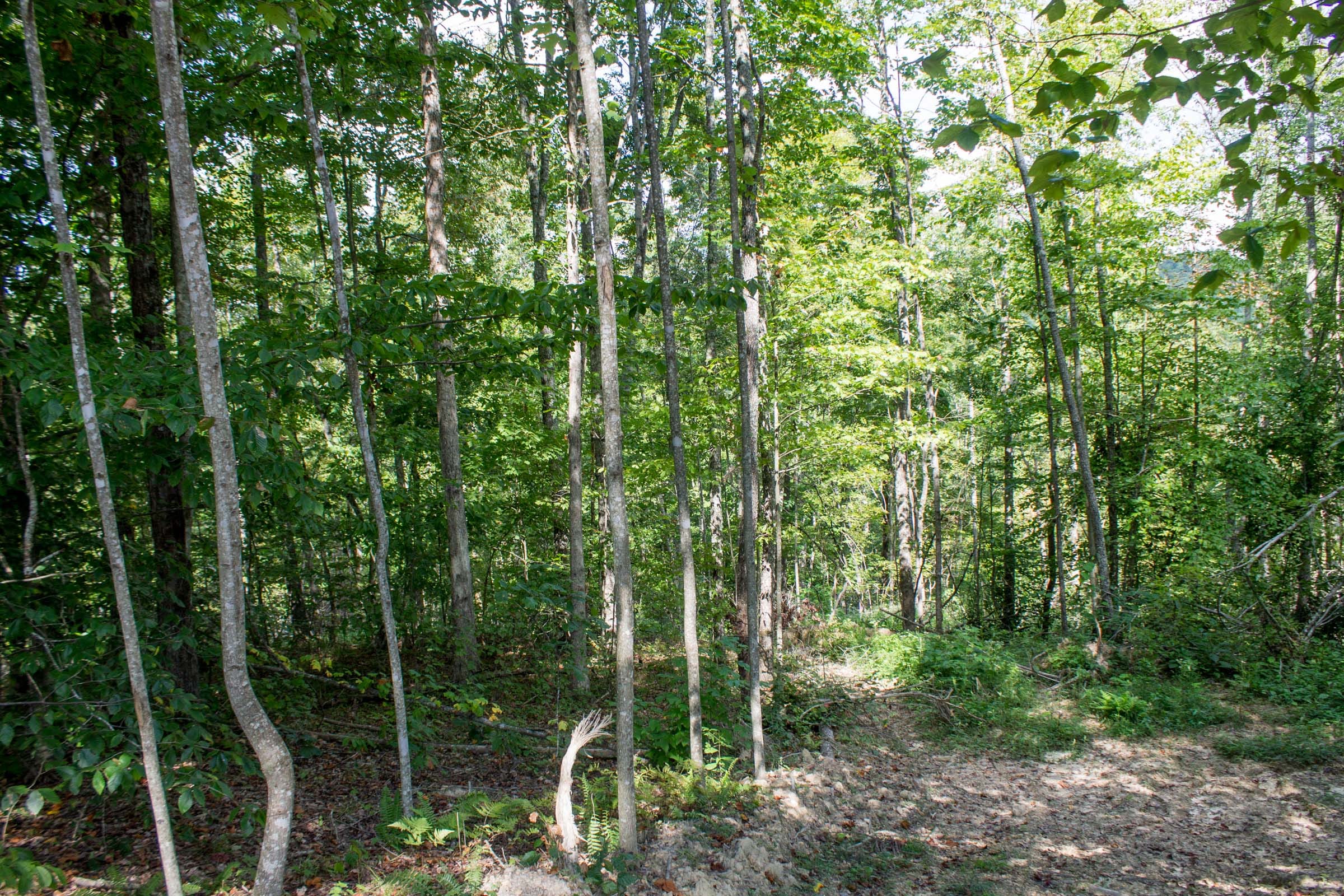 Buck Run Ridge Tract 2 photo 7