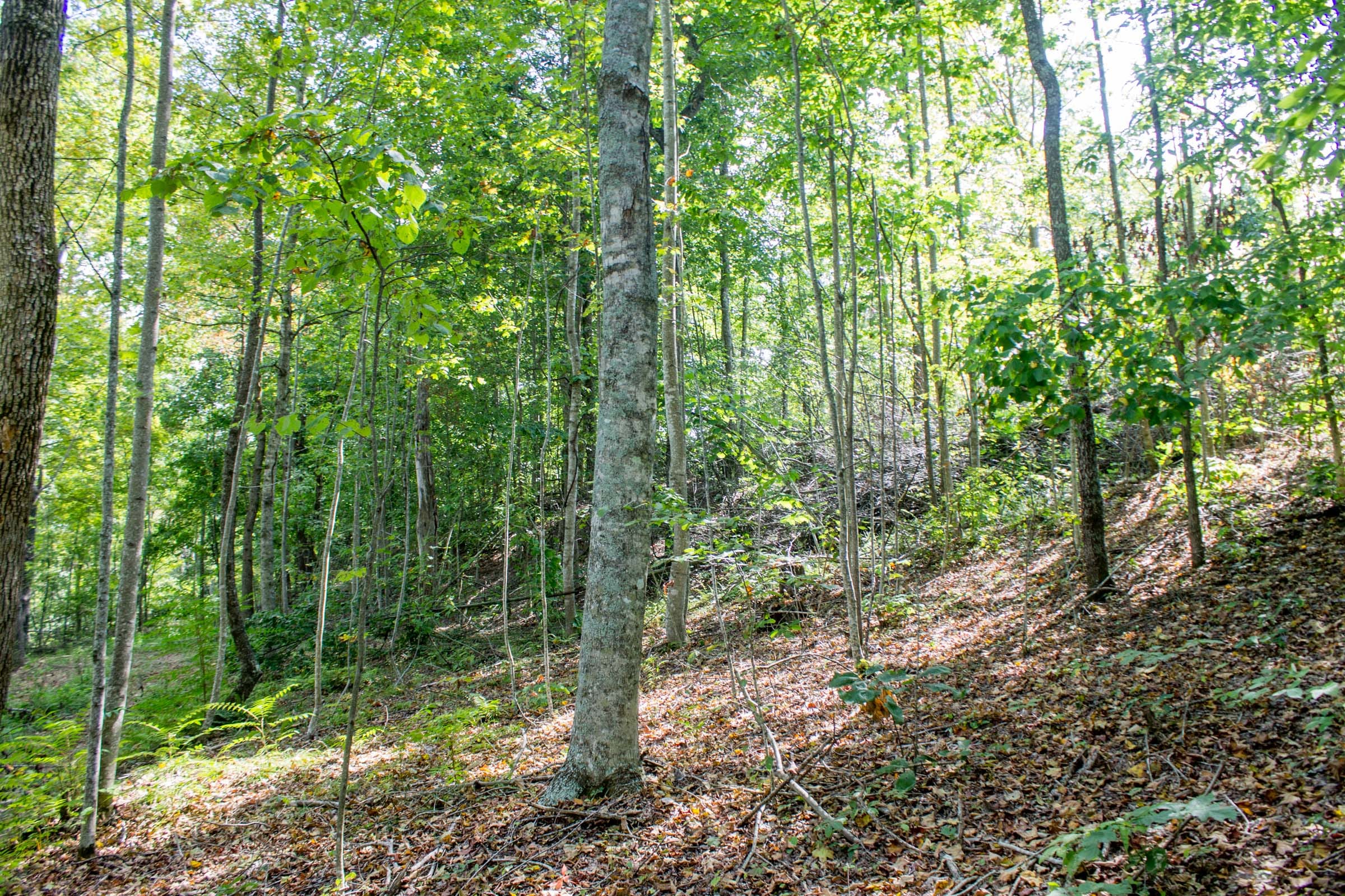 Buck Run Ridge Tract 2 photo 9