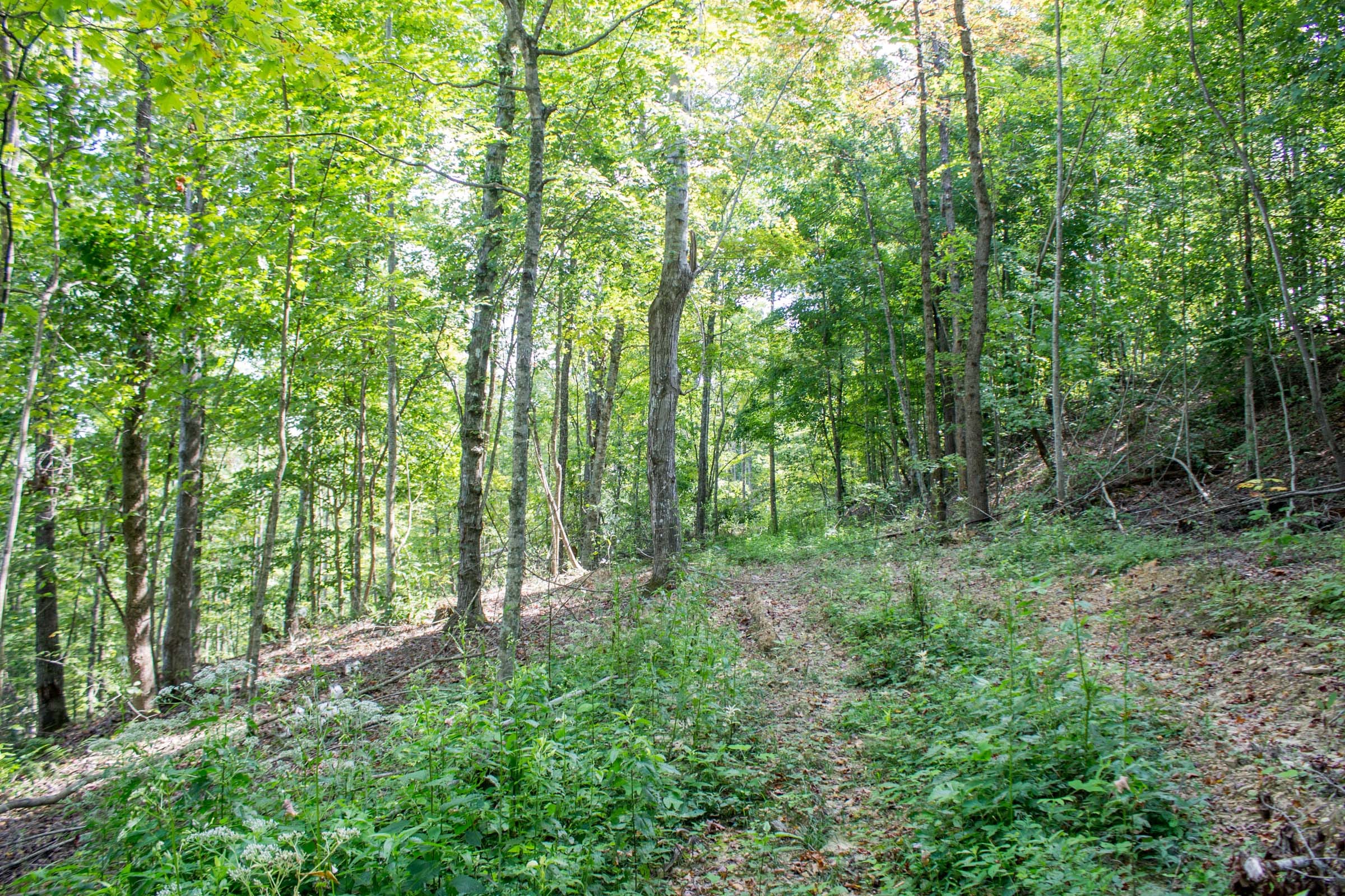 Buck Run Ridge Tract 2 photo 10