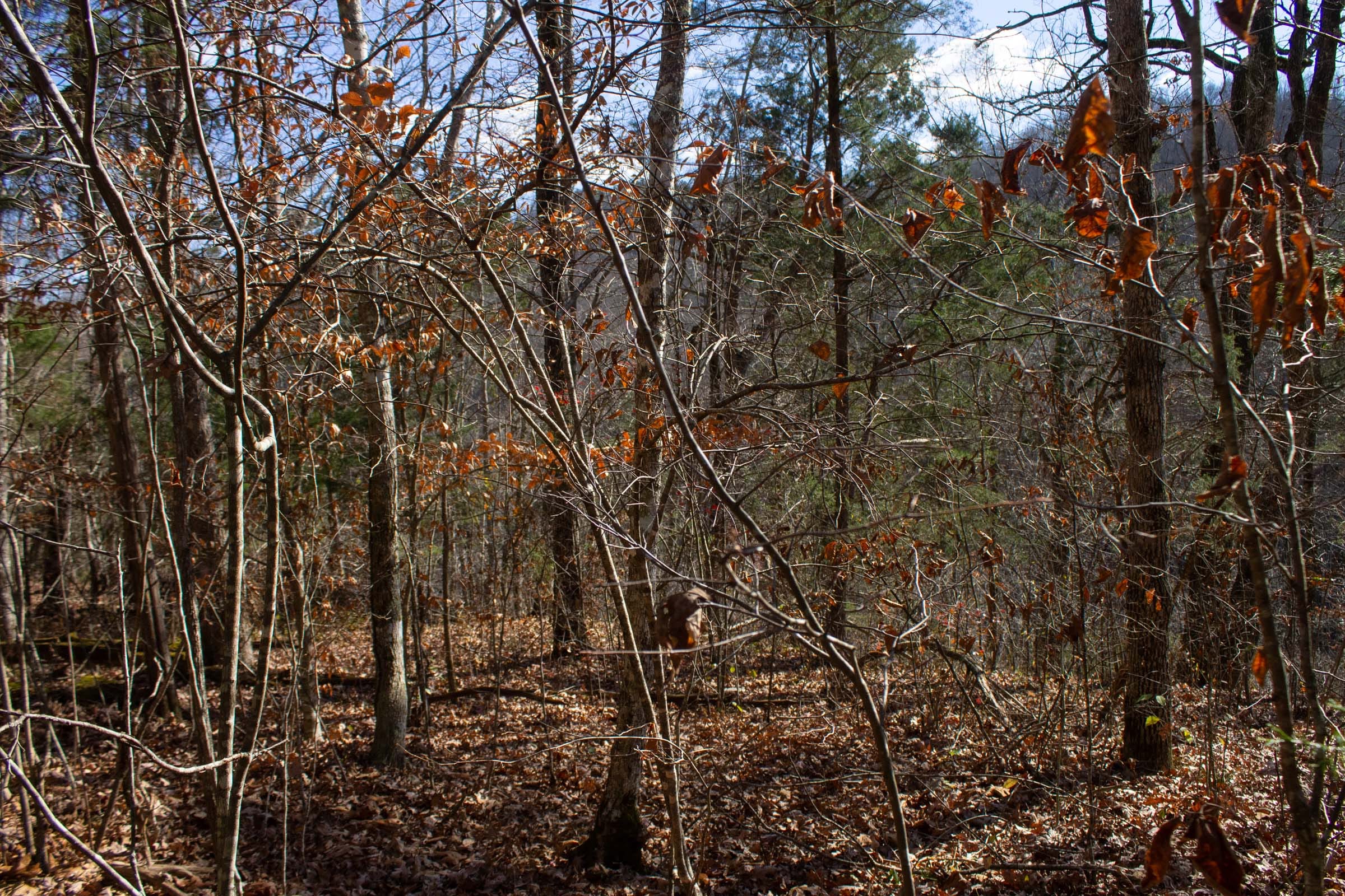 The Cliffs Tract 4 photo 4