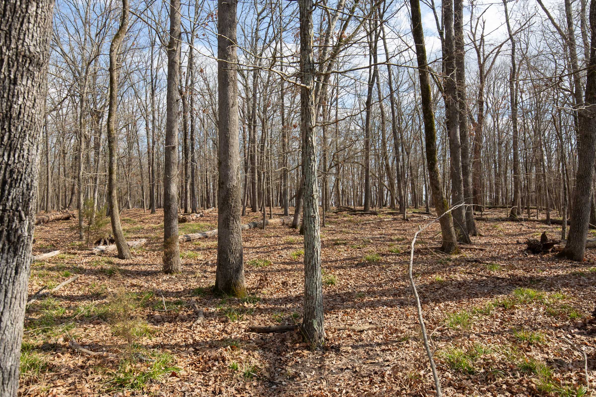 Wishing Star Ranch Tract 66 photo 6