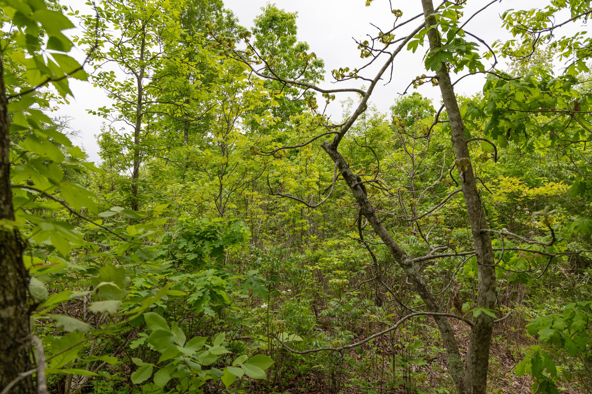 Sleepy Hollow Phase II Tract 91 photo 15