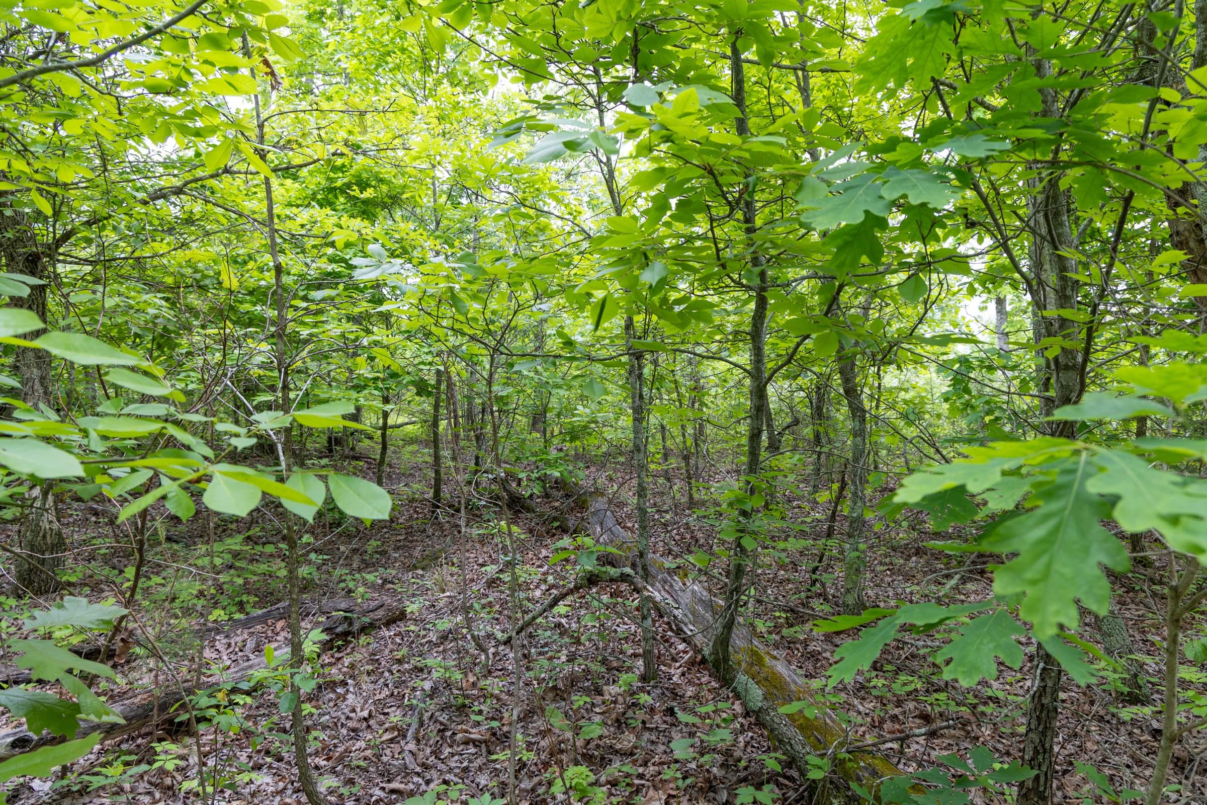 Sleepy Hollow Phase II Tract 91 photo 14