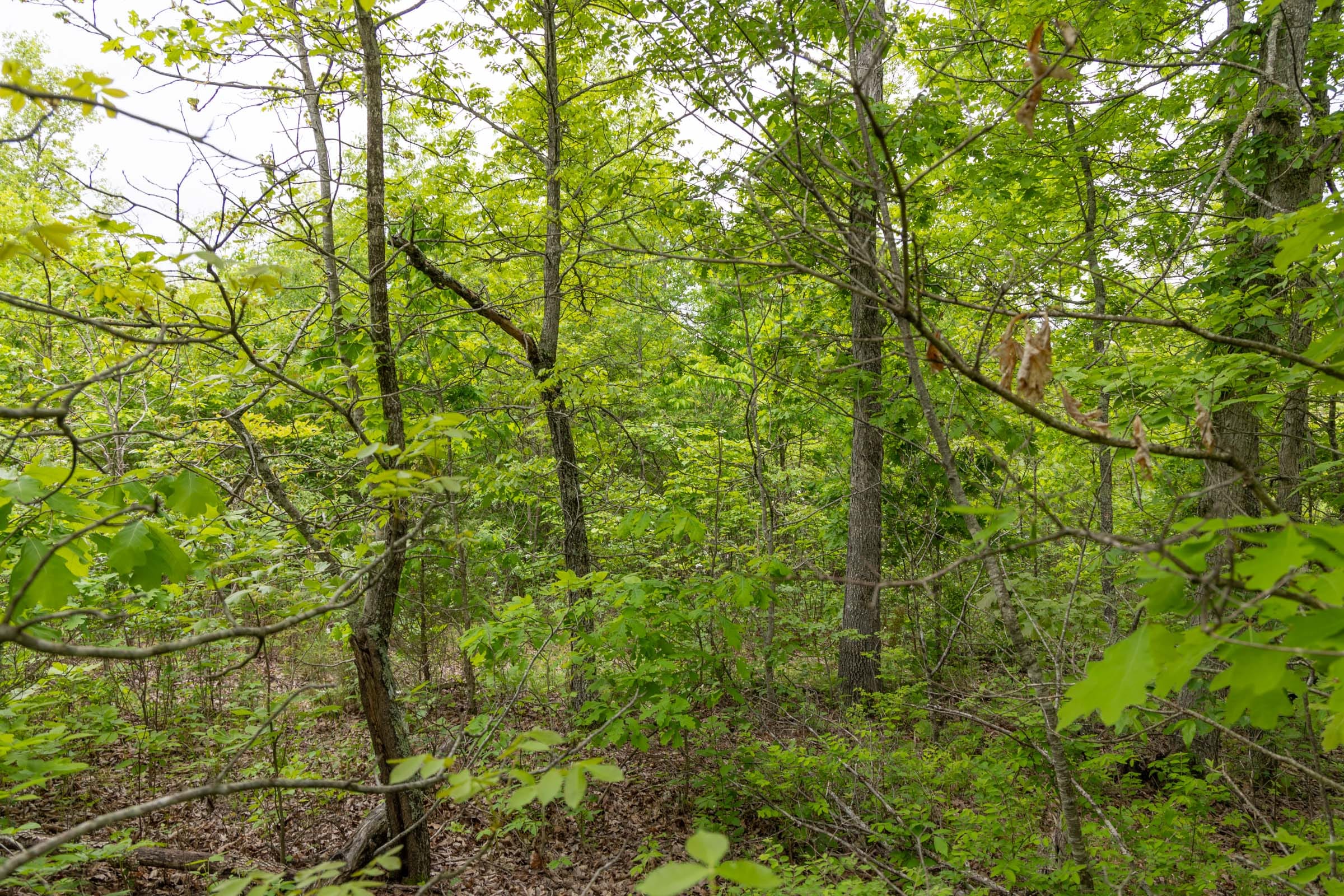 Sleepy Hollow Phase II Tract 91 photo 13