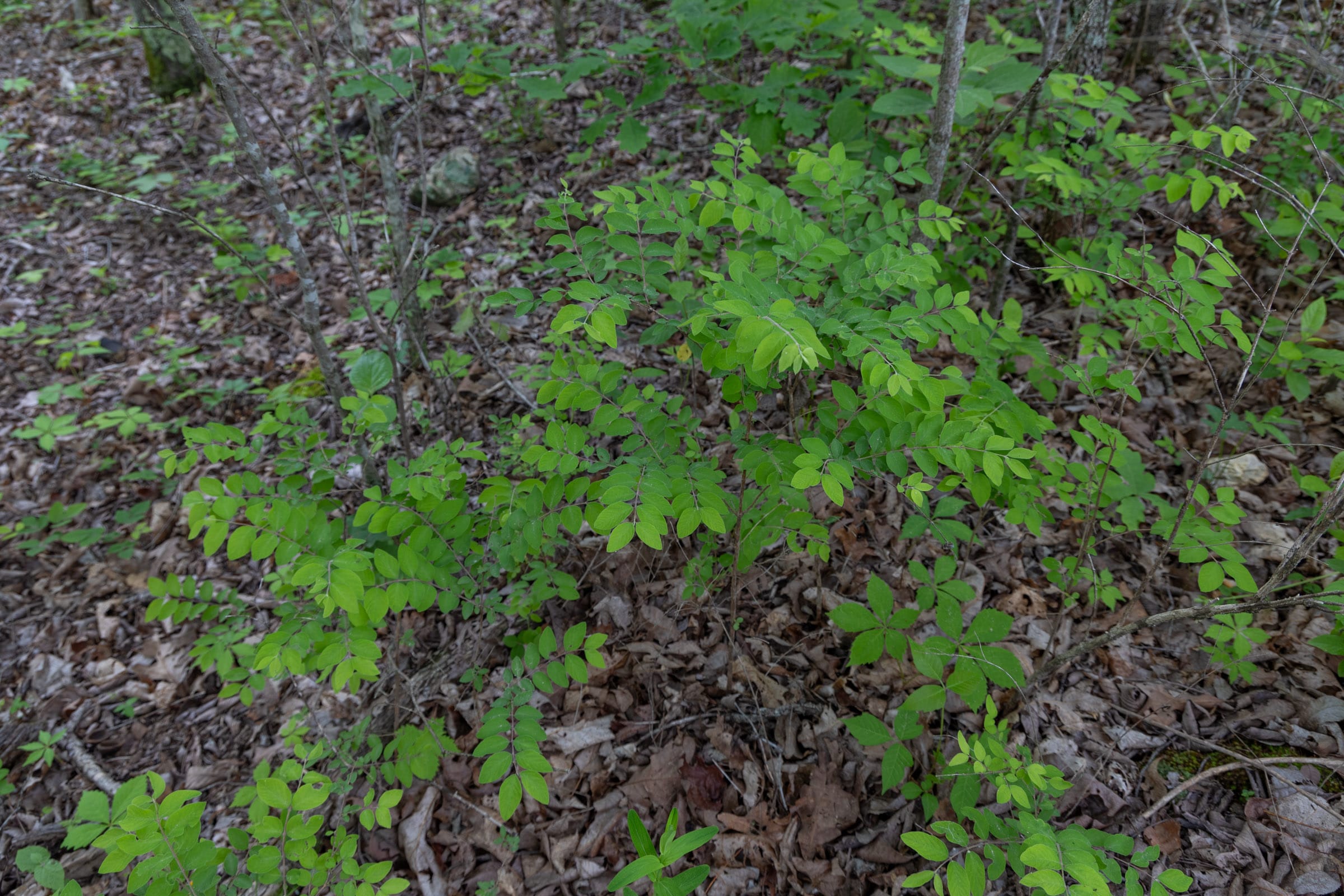 Sleepy Hollow Phase II Tract 91 photo 10